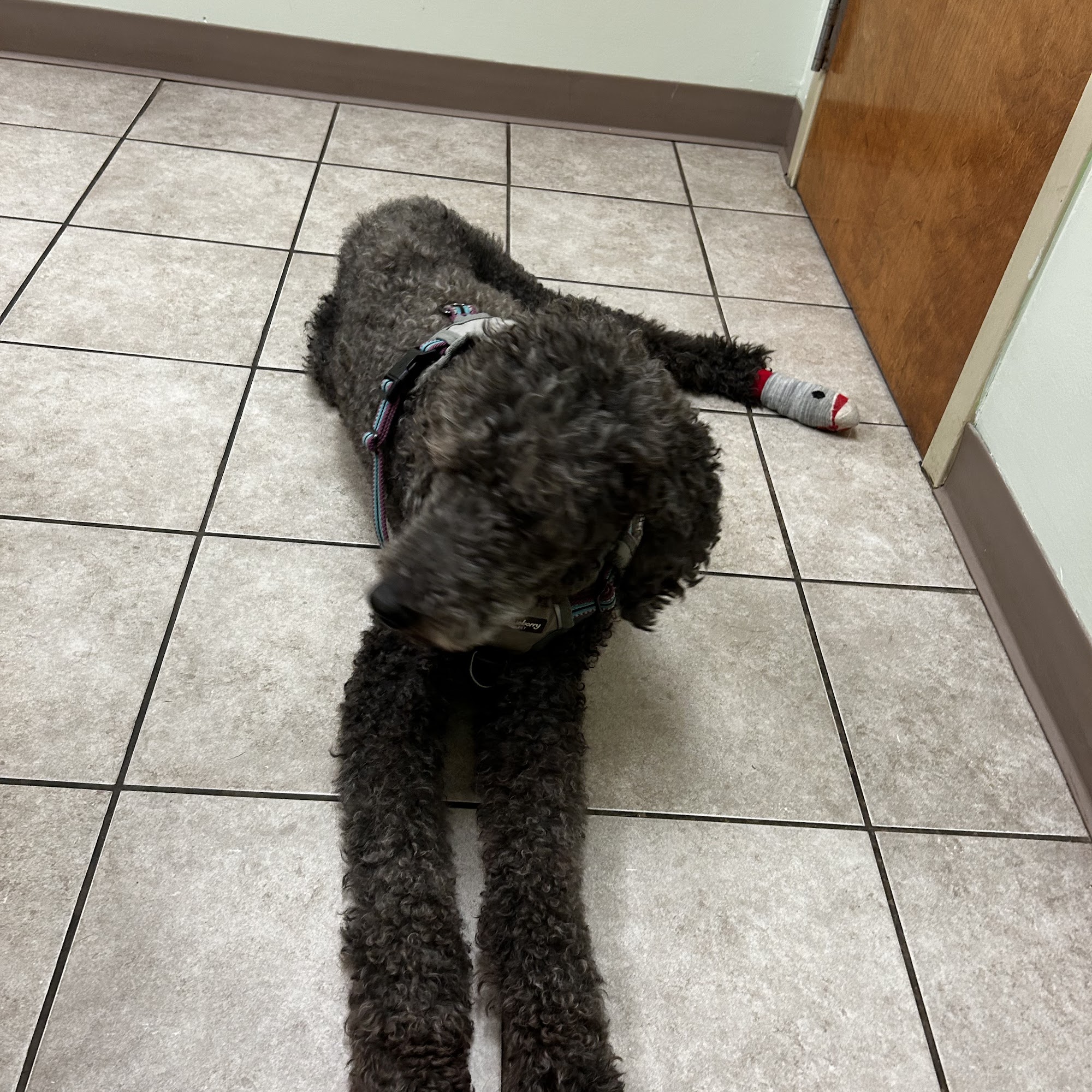 Crocker Animal Hospital LLP Franklin