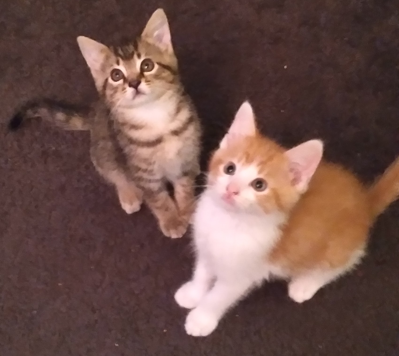 Fix Foundation Franklin