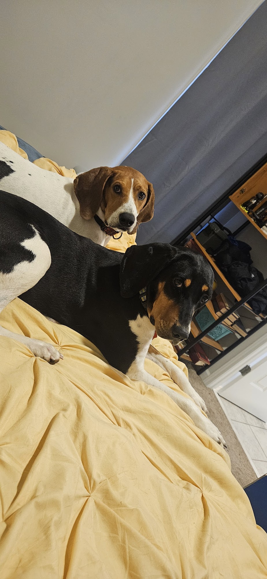 Simpson County Animal Shelter Franklin