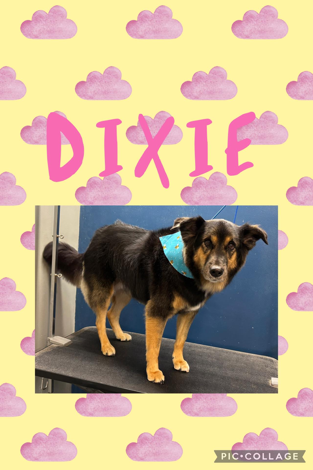 April Showers Pet Care Franklin