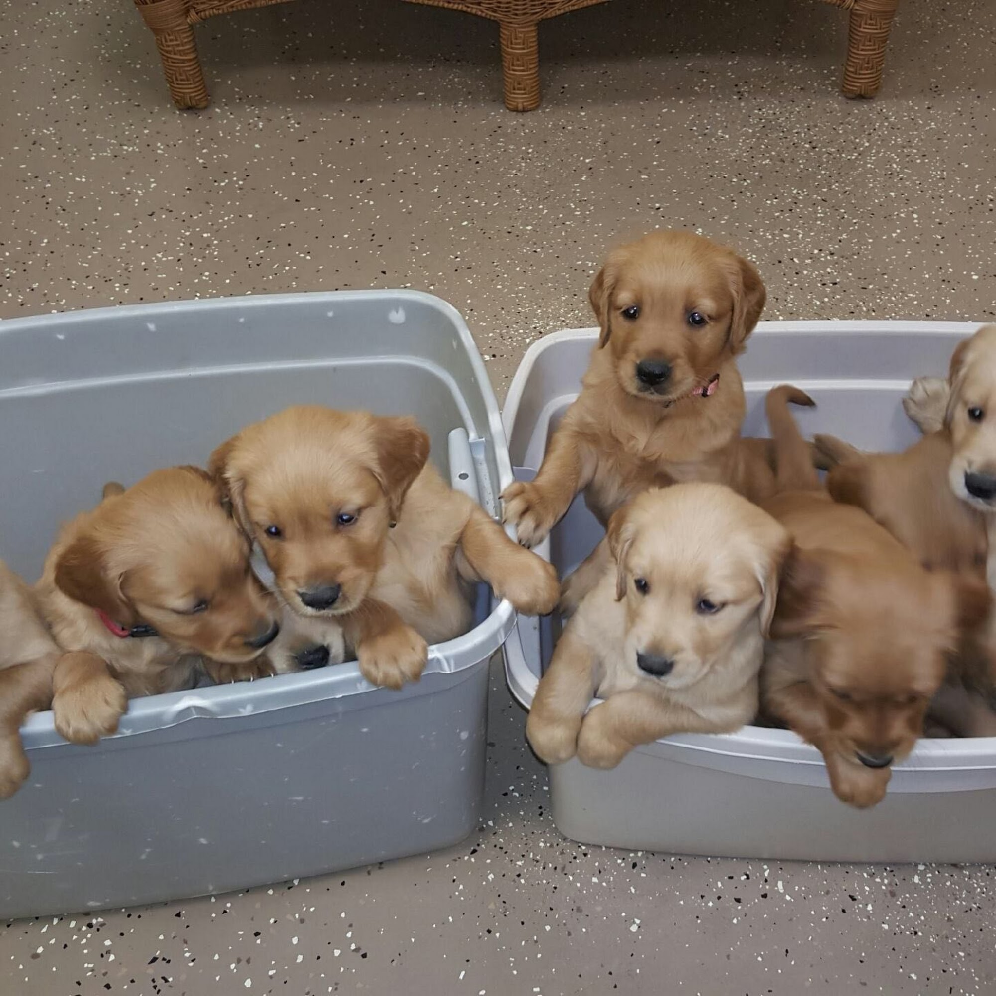 Best Pets Animal Clinic Georgetown