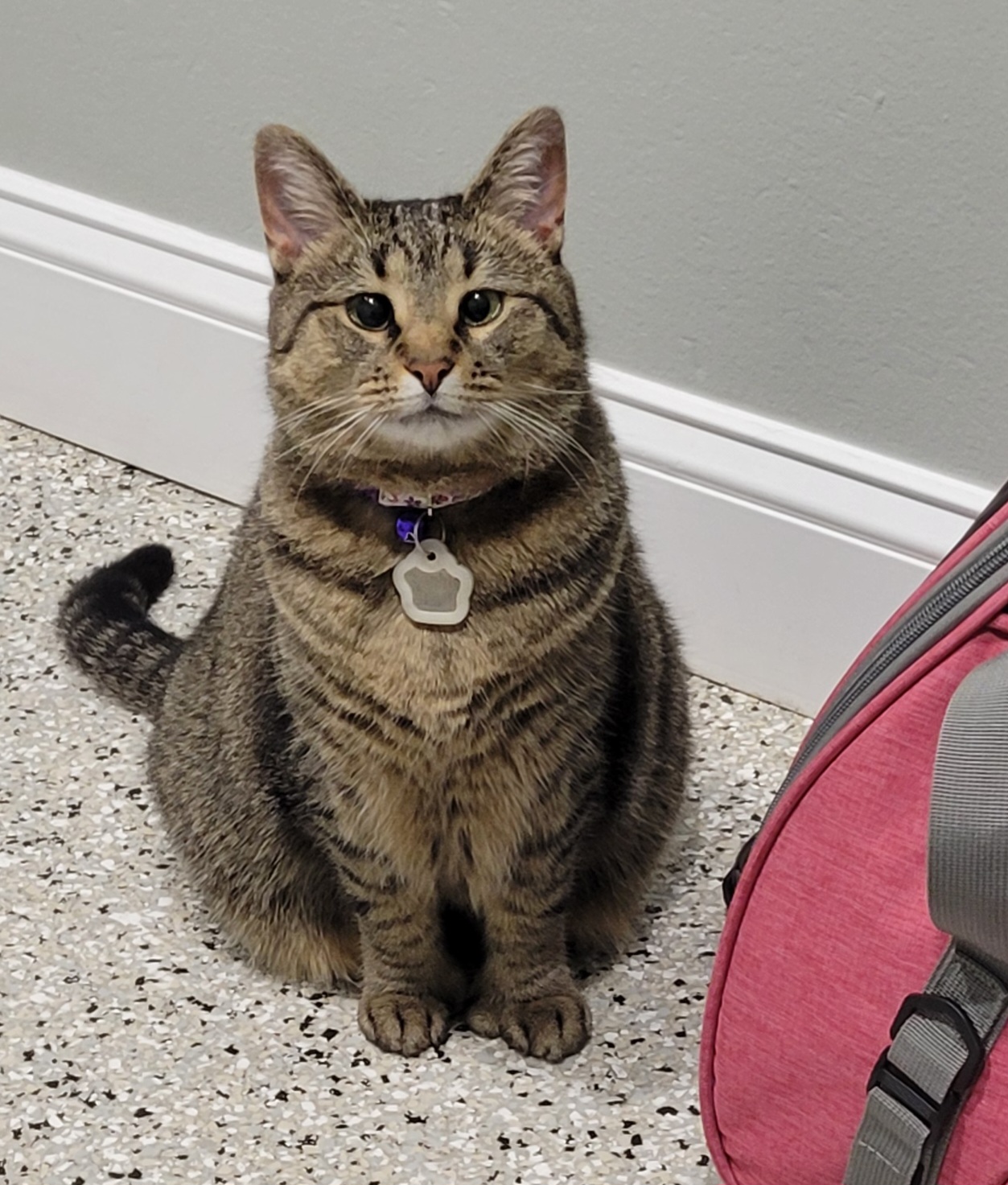 Best Pets Animal Clinic Georgetown