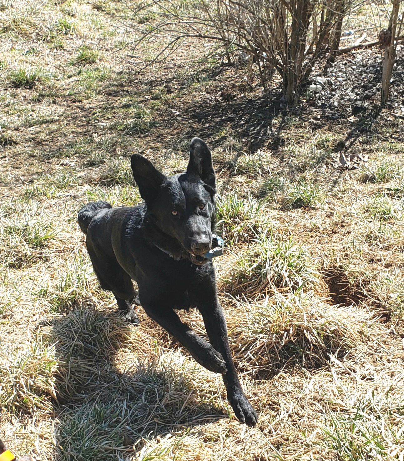 All 4 Paws Inc Georgetown