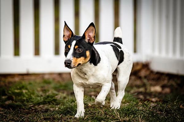 Happy Spot Pet Resort Georgetown