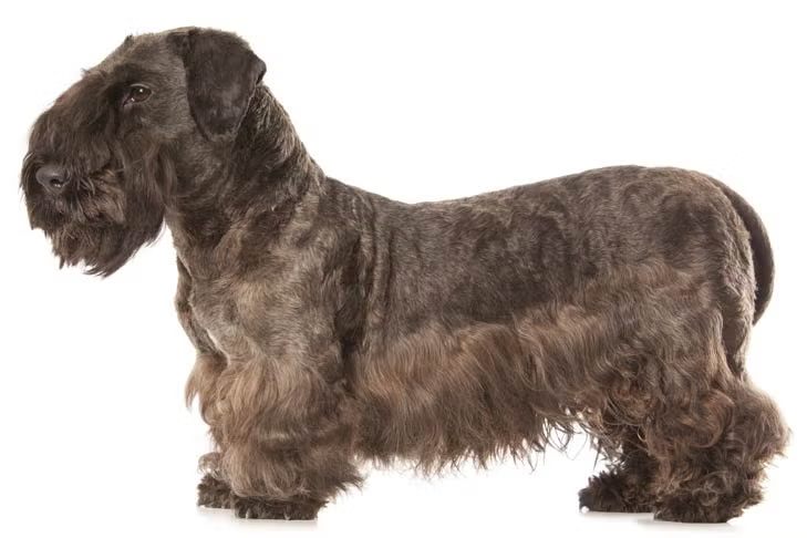 Happy Spot Pet Resort Georgetown