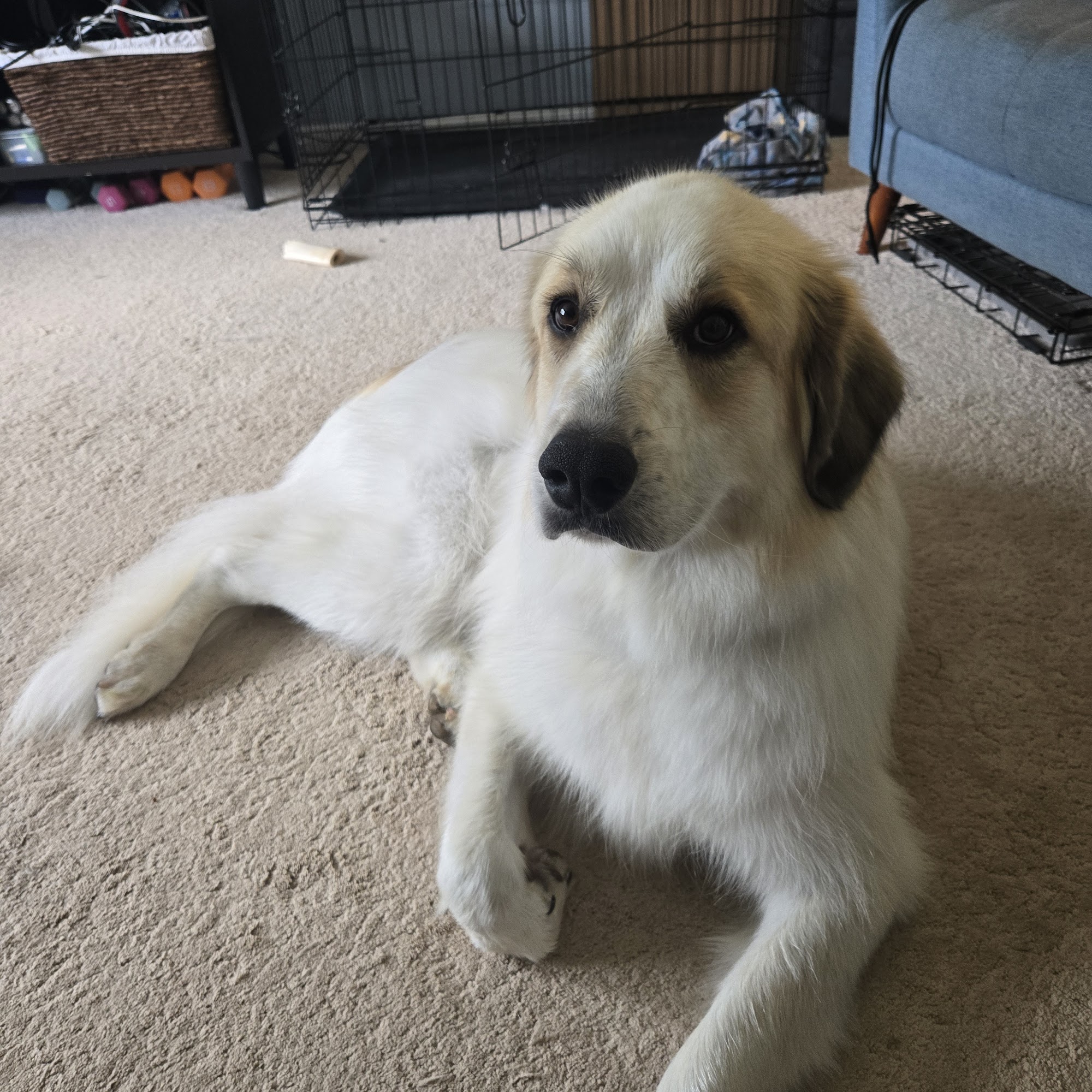 Round of A-Paws Dog Grooming 1224 Paris Pike, Georgetown Kentucky 40324