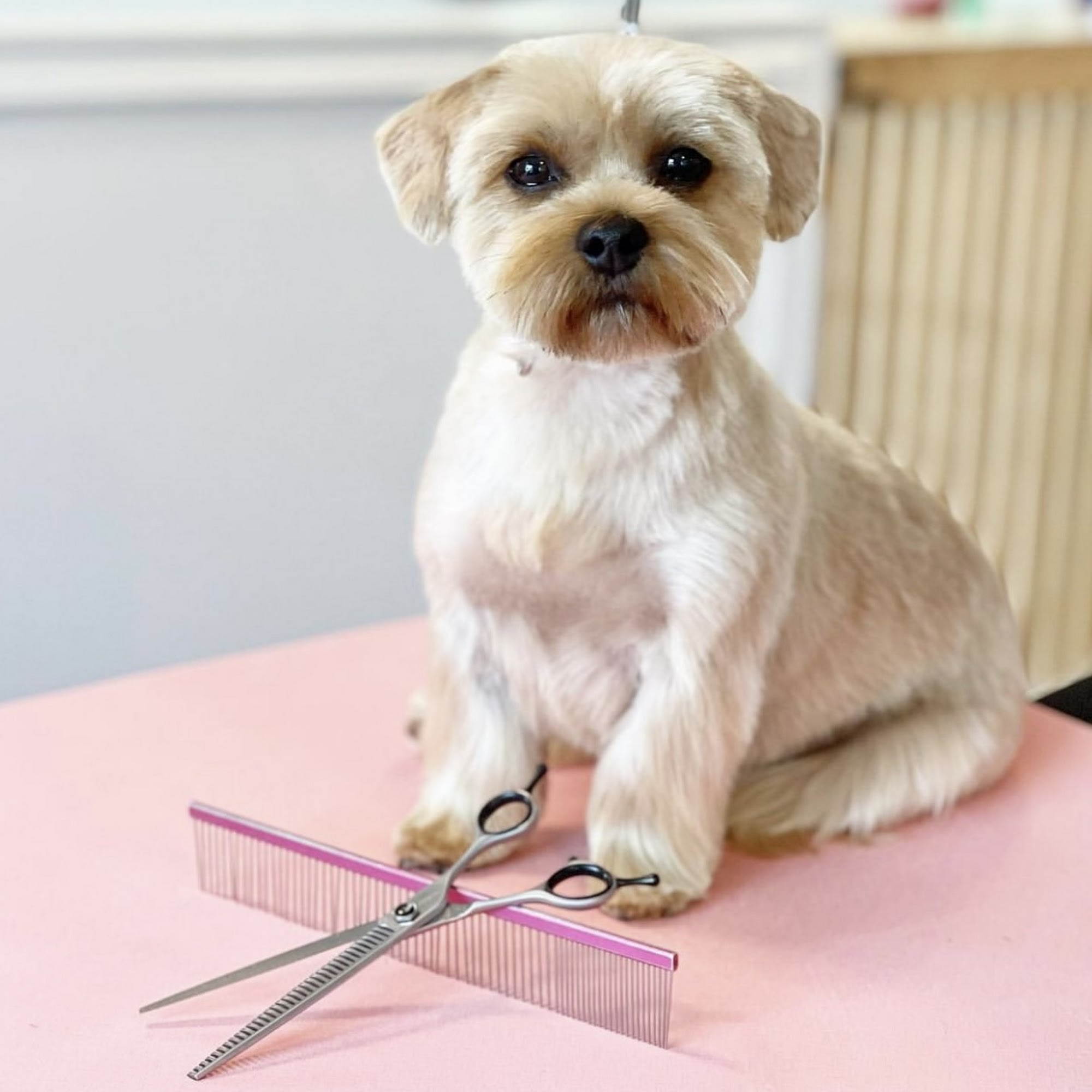 AB Sebastian Pet Salon 1224 Paris Pike, Georgetown Kentucky 40324