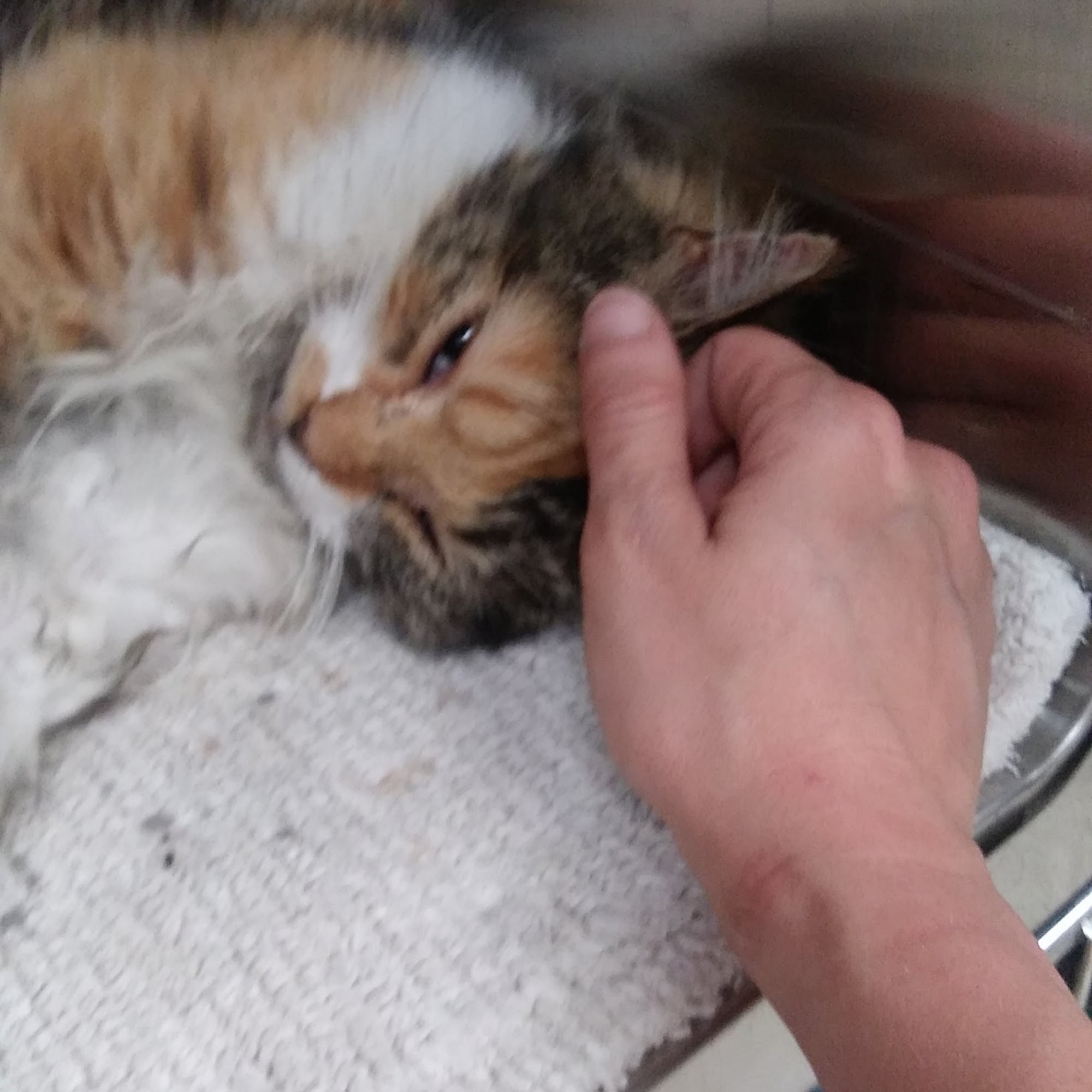 Lakeside Animal Health Glasgow