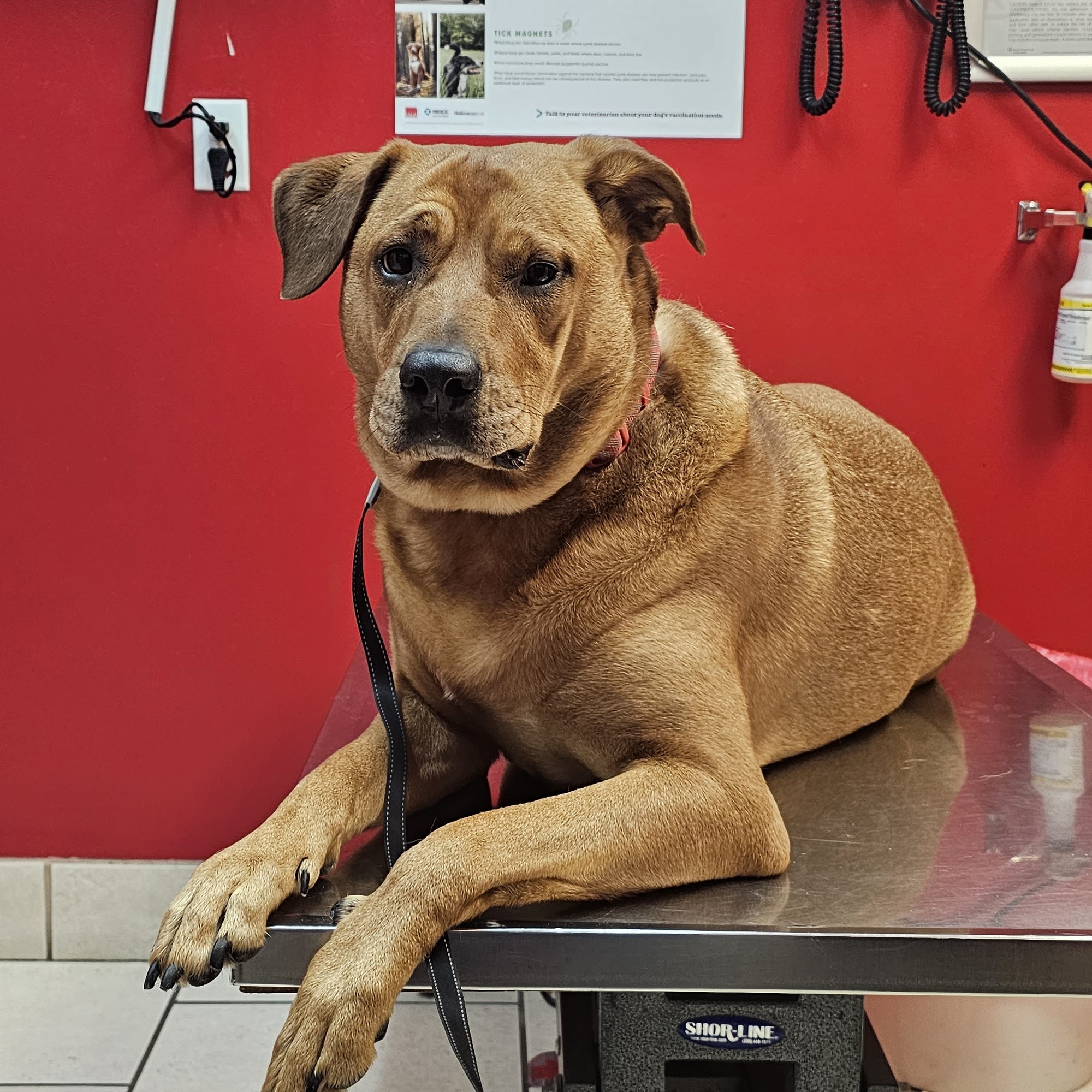 Veterinary Medical Center Glasgow