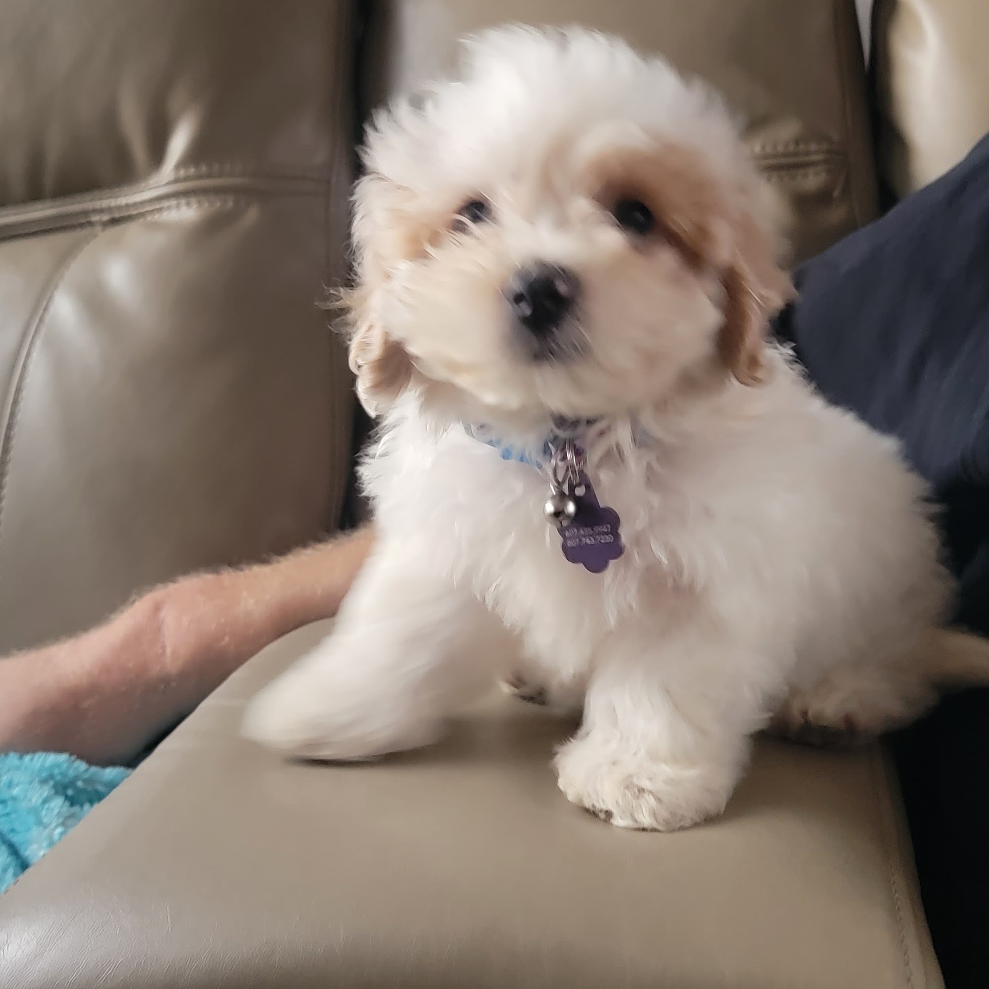 Animal Clinic of Glasgow Glasgow