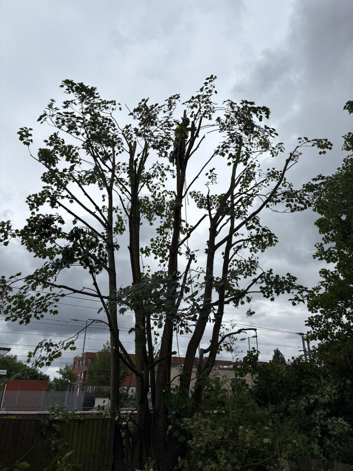 All Seasons Tree Services