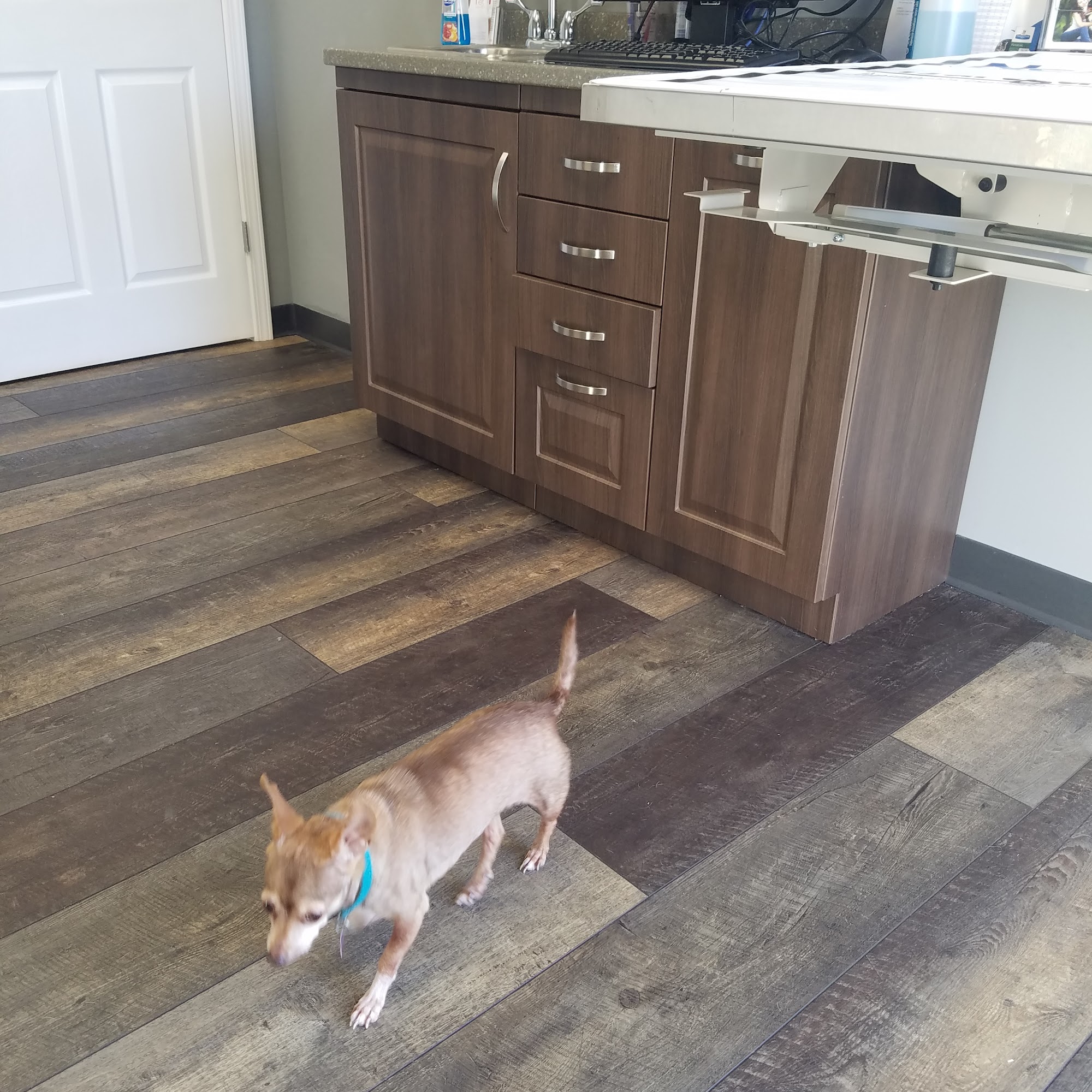 Bluegrass Animal Clinic, LLC Grayson