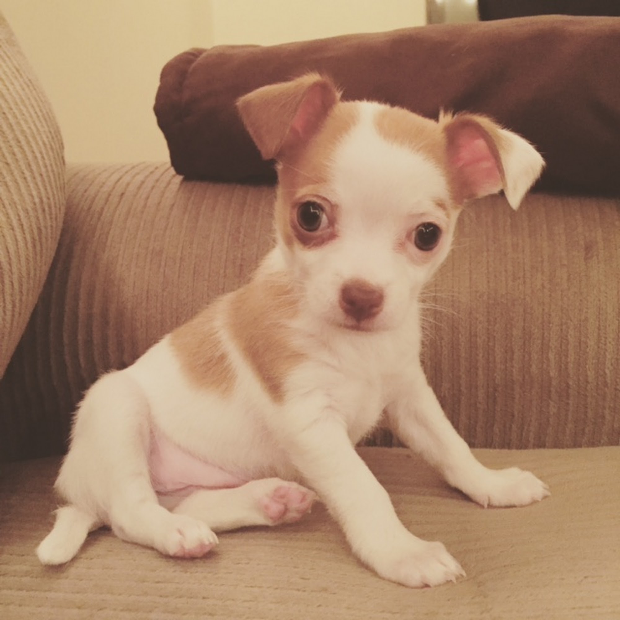 Greenville Animal Hospital Greenville