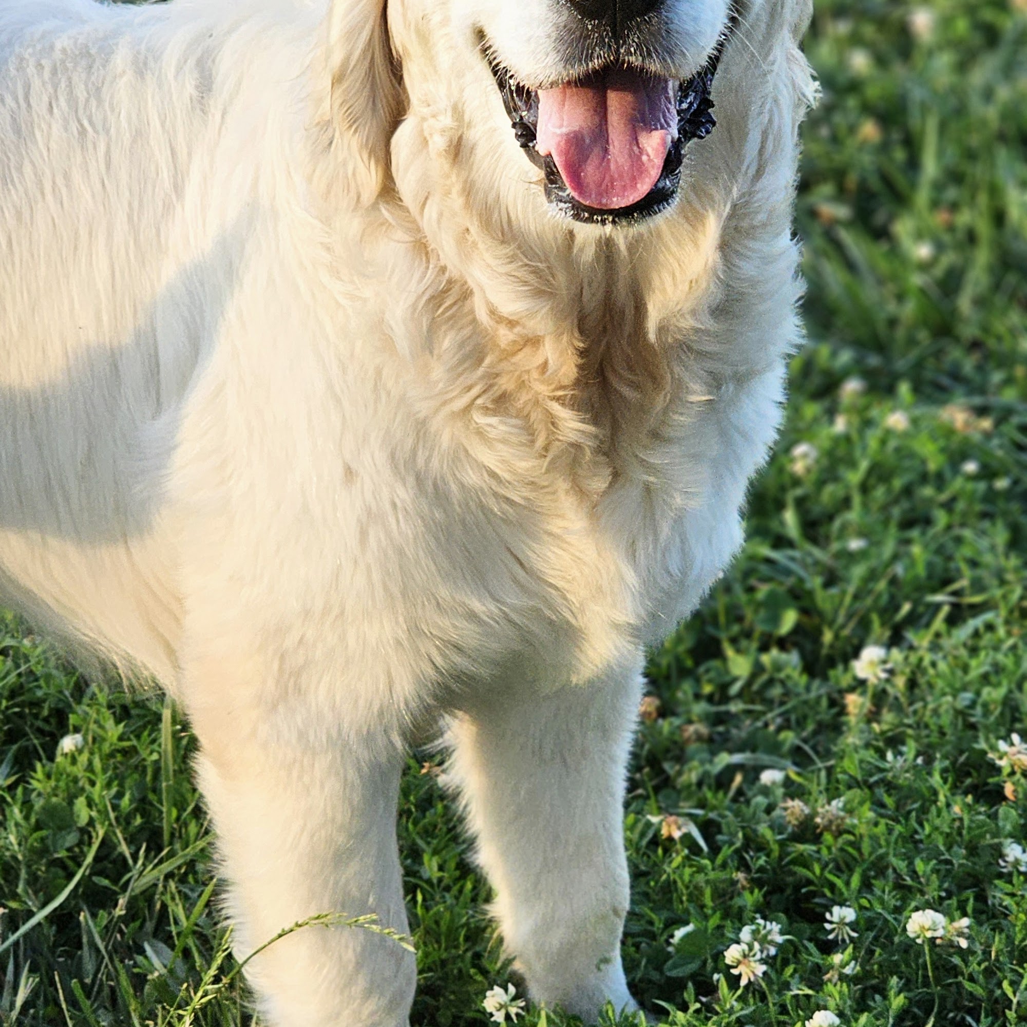 Commonwealth Animal Hospital Harrodsburg