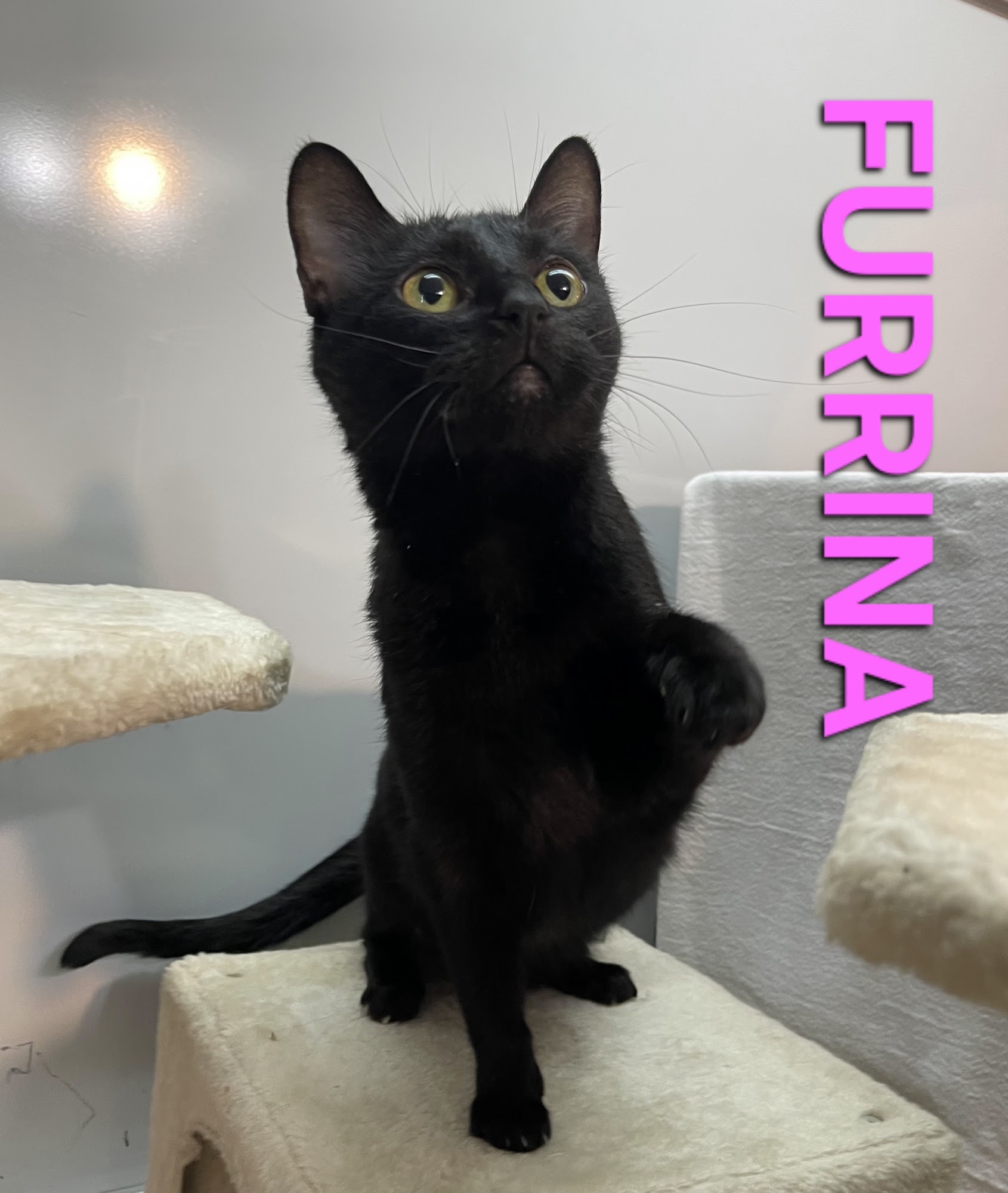 Mercer Humane Society, KY Harrodsburg