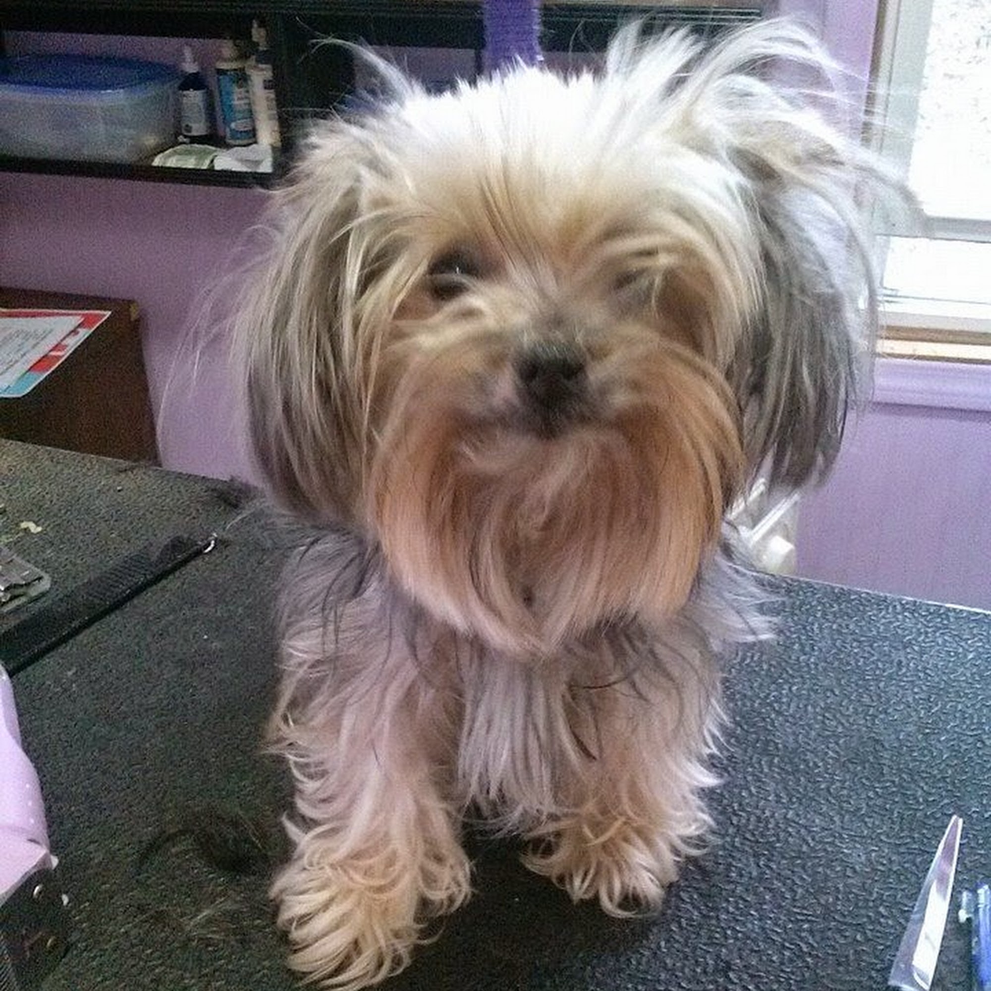 Dog Gone Pretty Harrodsburg