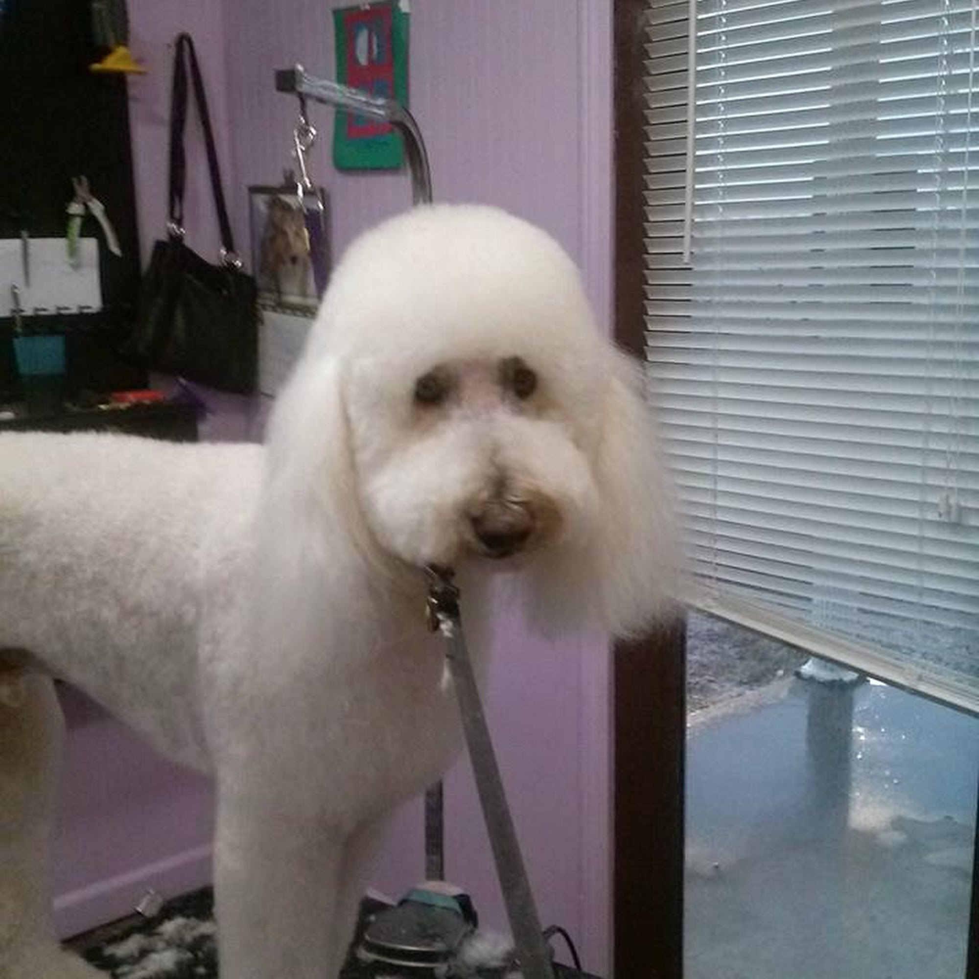 Dog Gone Pretty