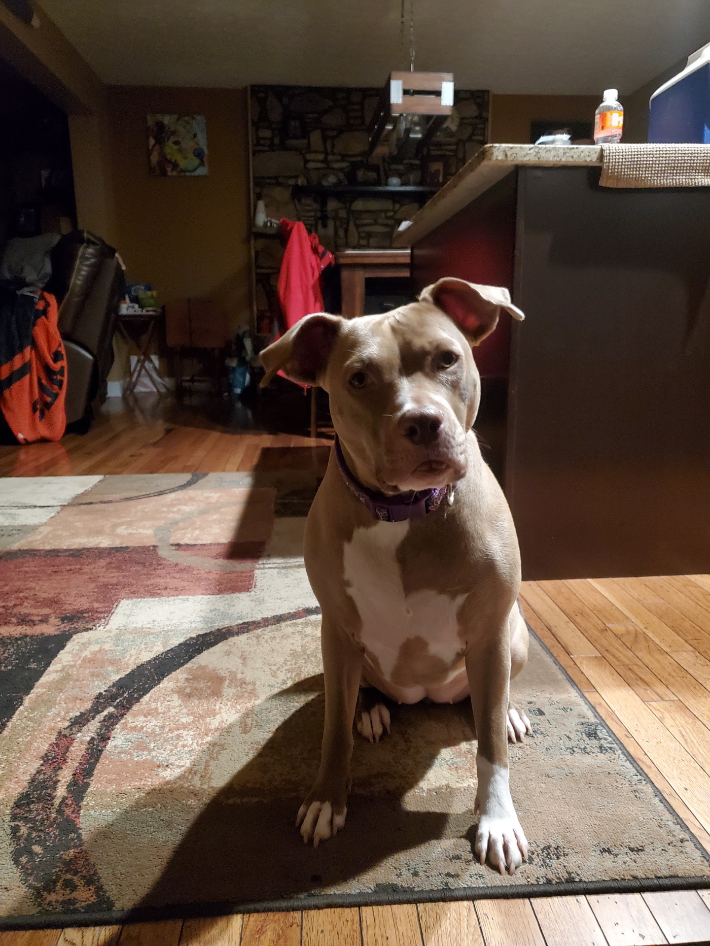 Ohio County Animal Clinic PLLC Hartford