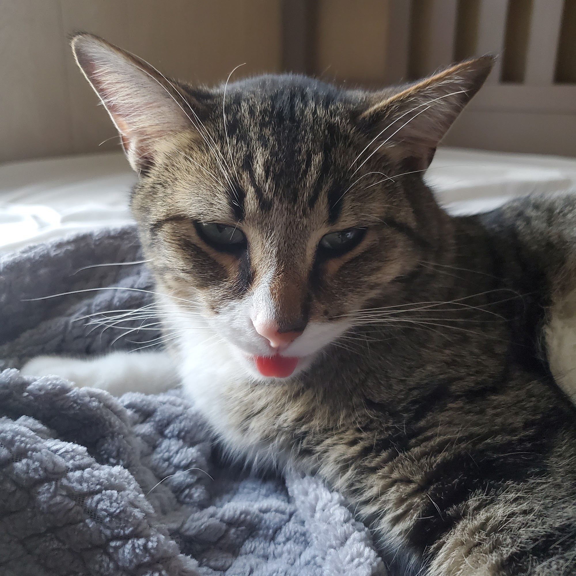 The Pet Wellness Group: Hebron Hebron