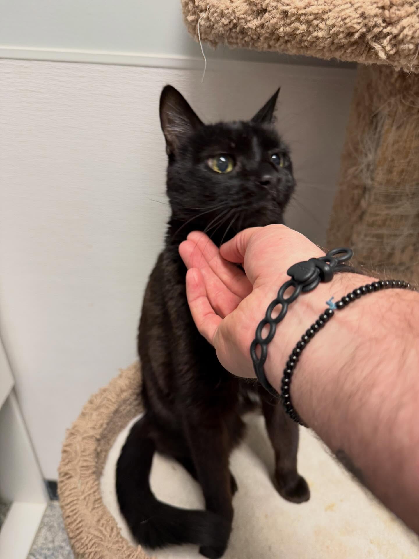 On Point Pet Resort Hebron