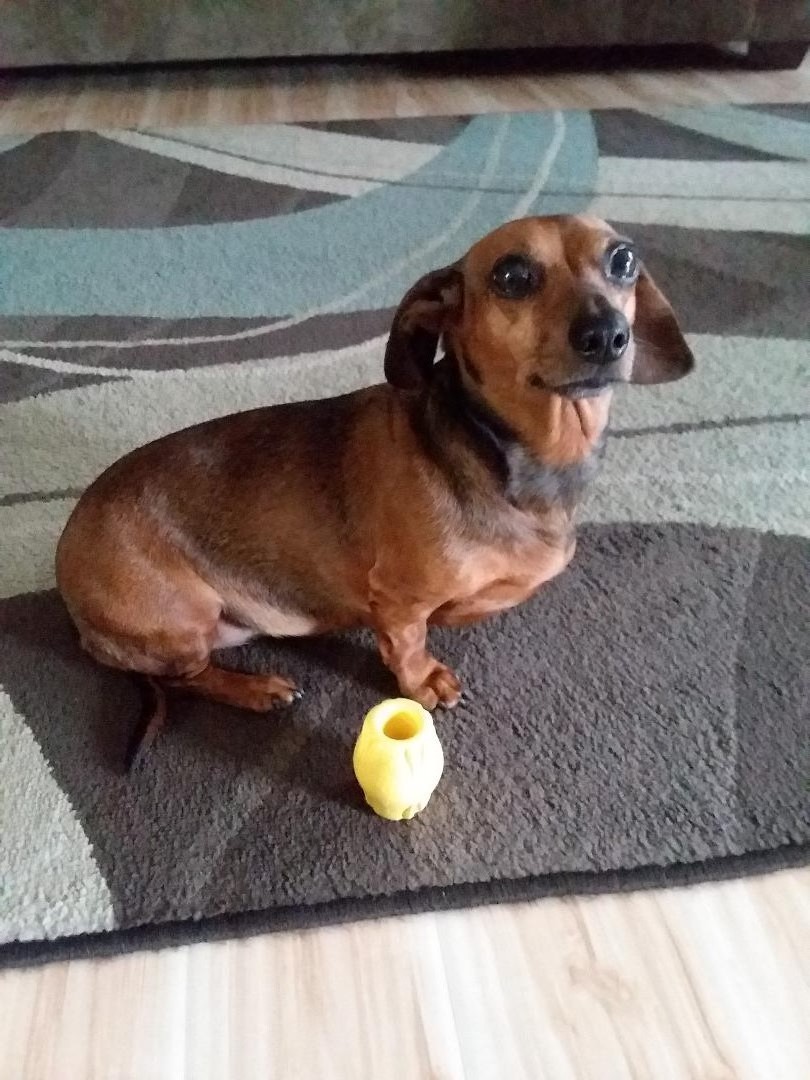 Animal Hospital Henderson