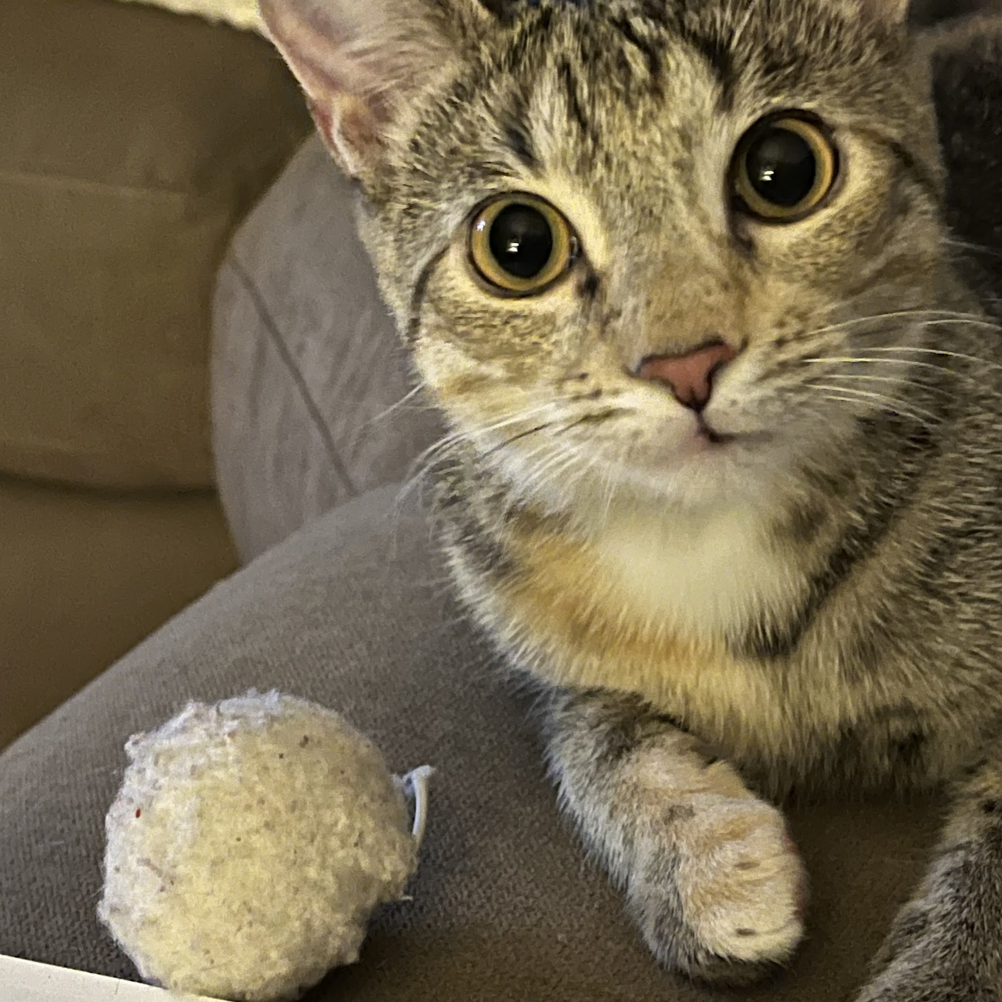 Animal Hospital Henderson