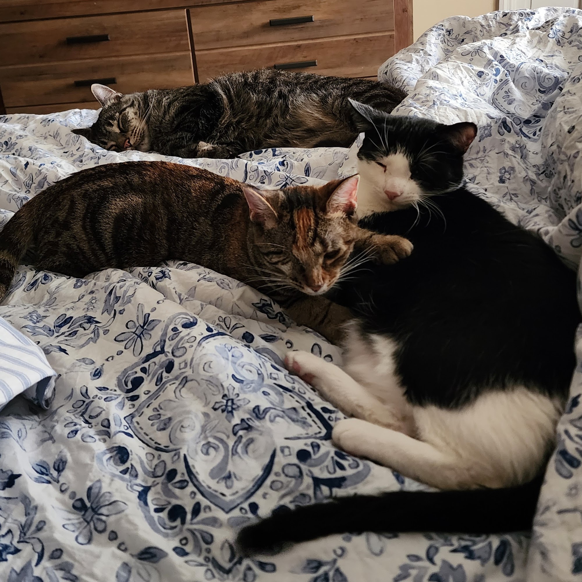 Henderson Animal Clinic Henderson