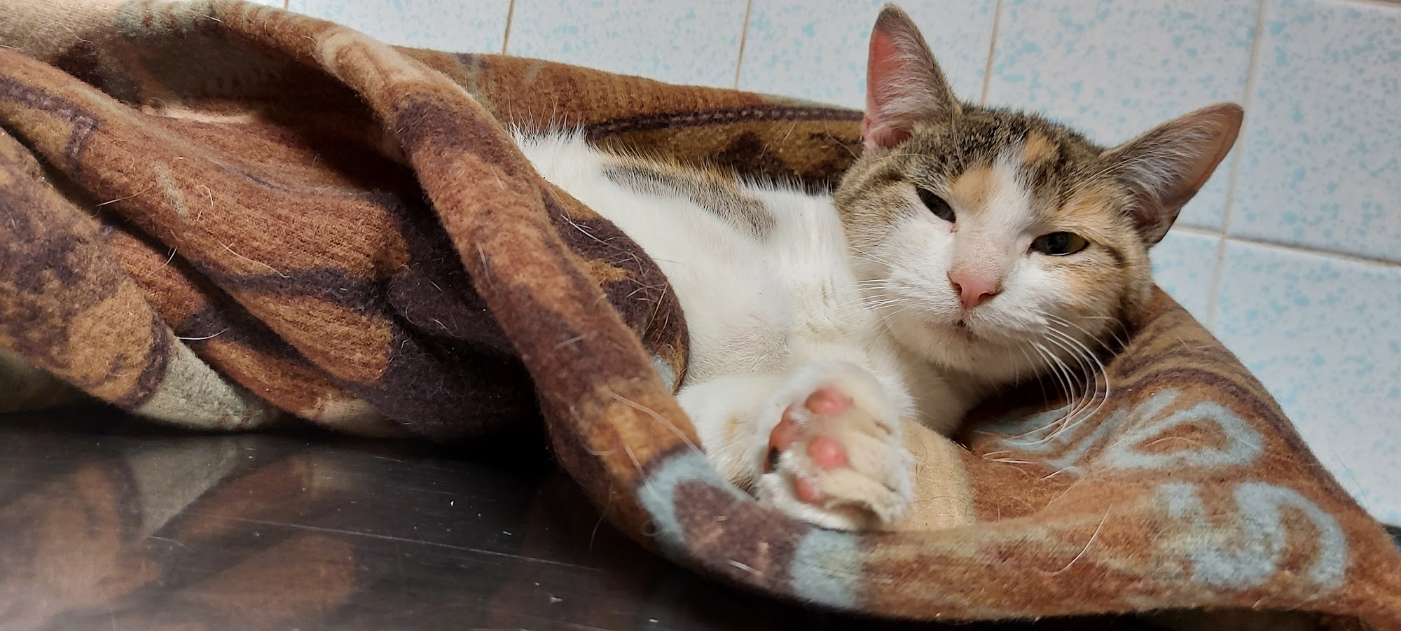 Henderson Animal Clinic Henderson