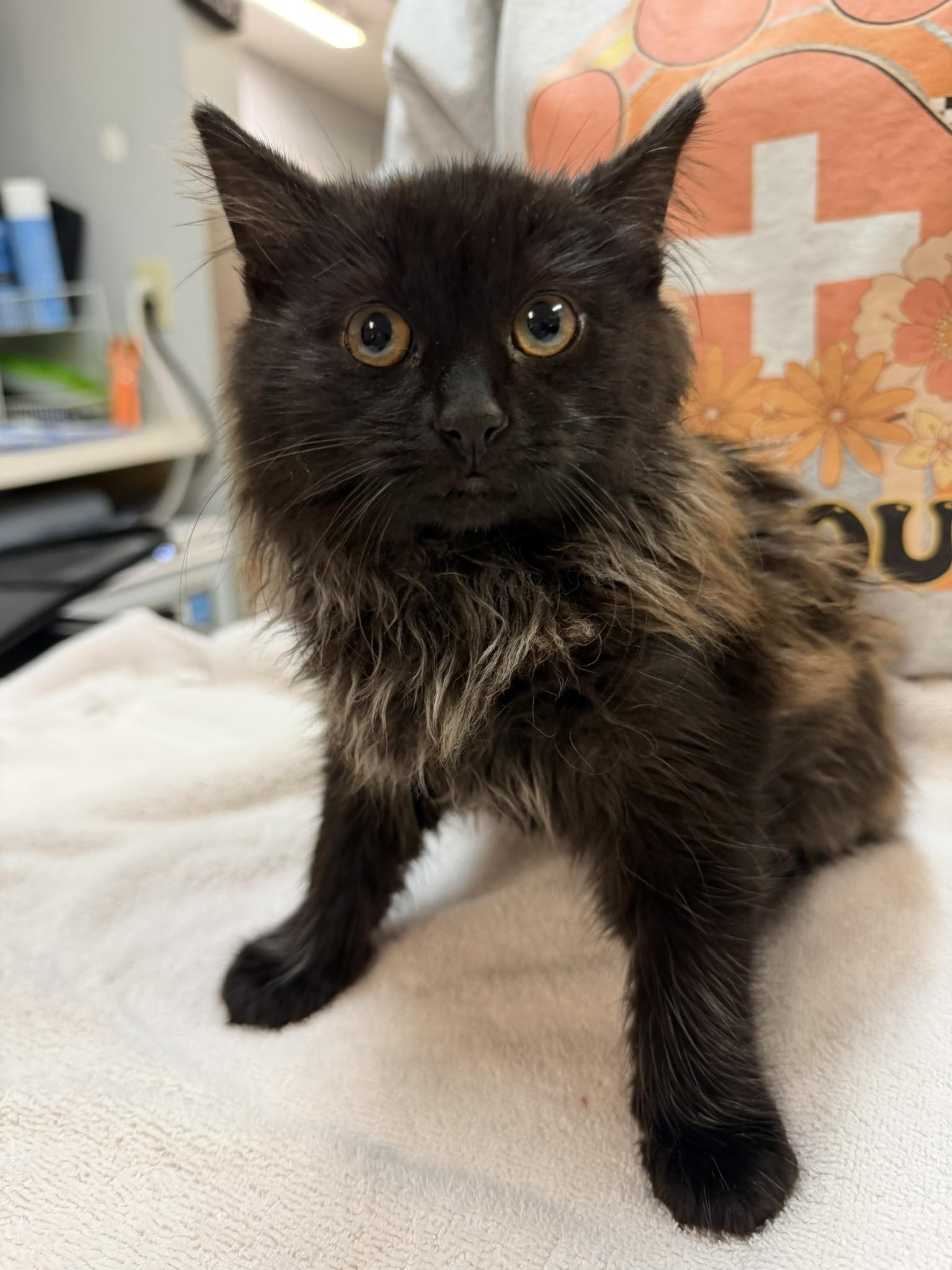 Veterinary Medical Center Henderson