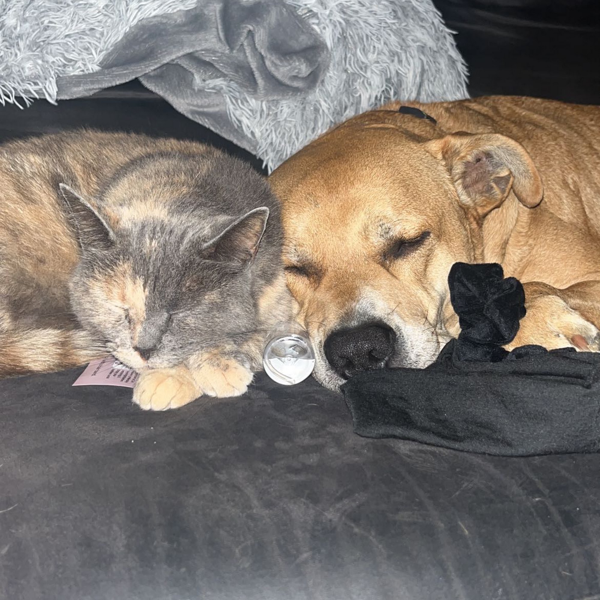 Jamie Alka Henderson