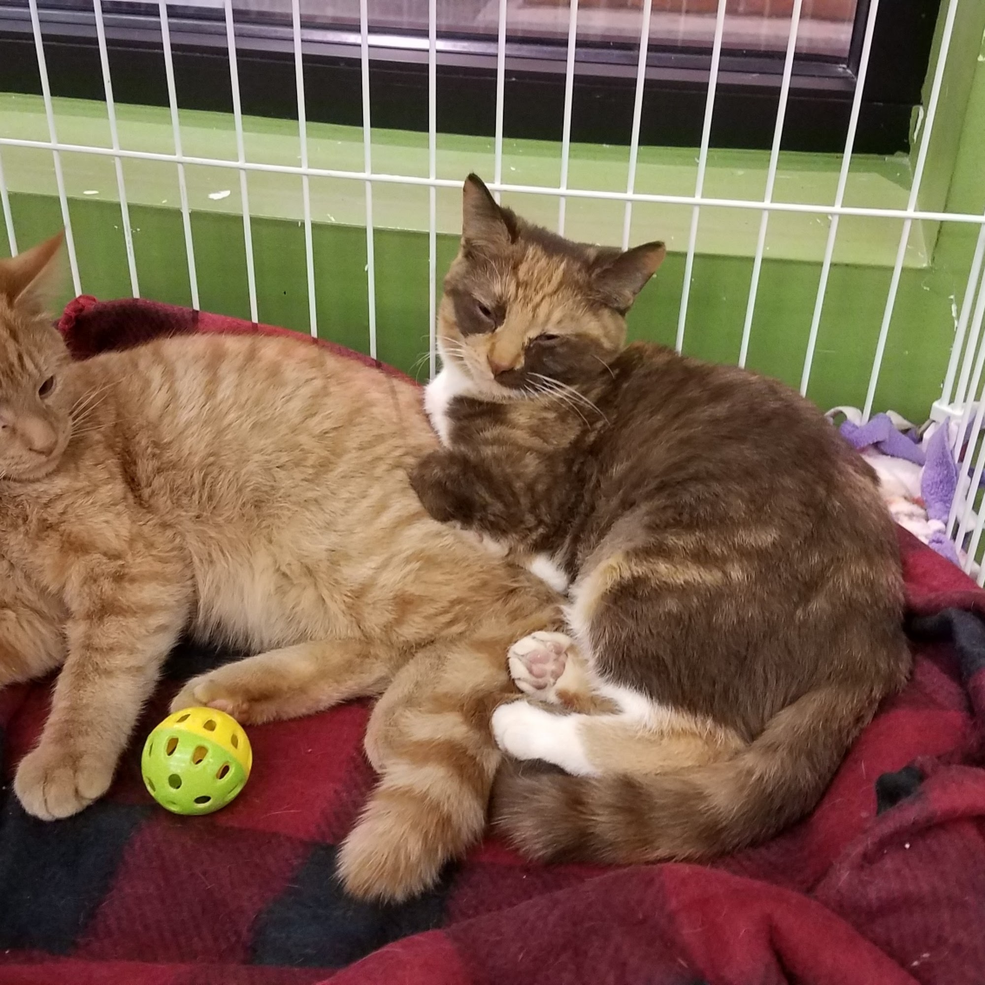 Pet Supplies Plus Independence Independence