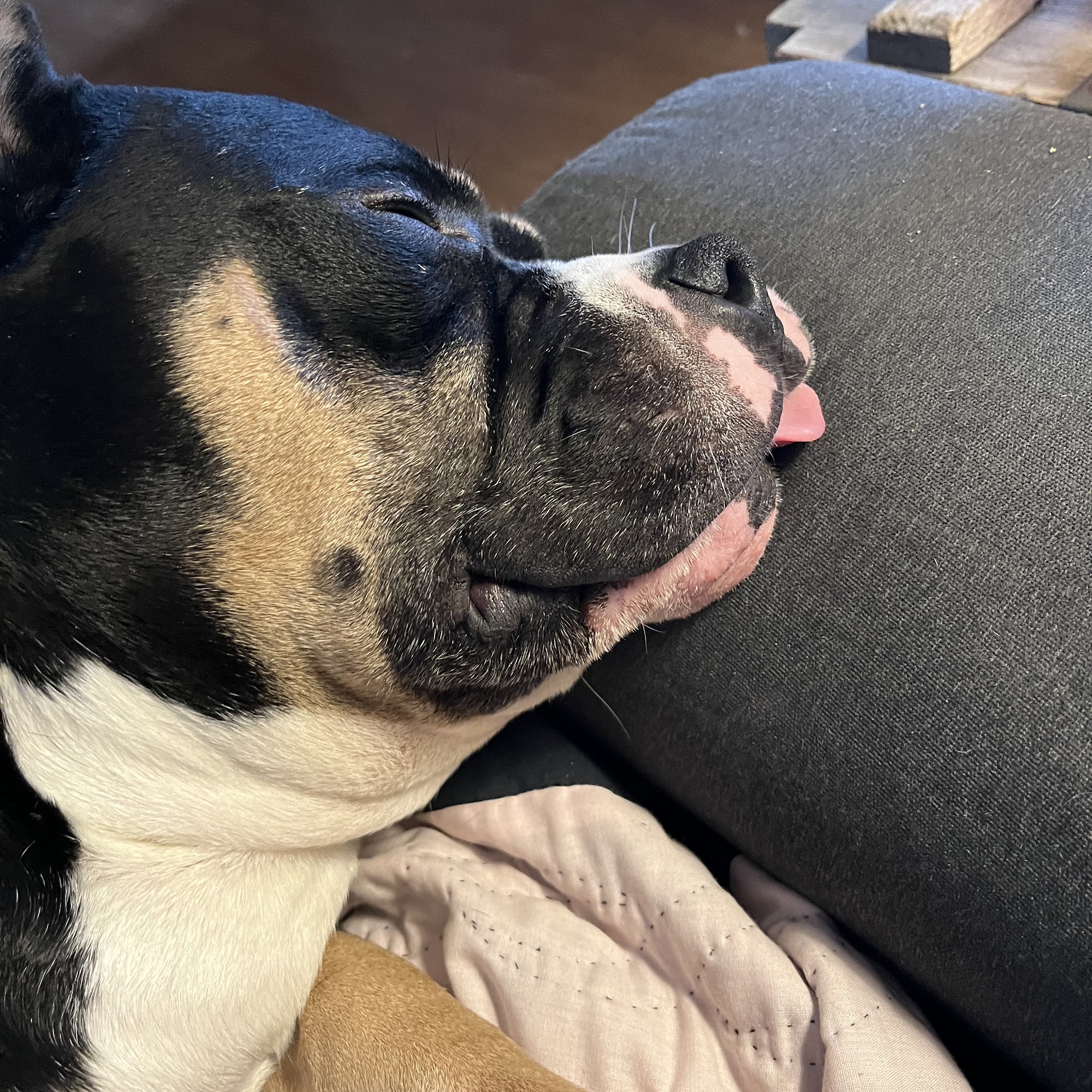 NKY Animal Care Center Independence