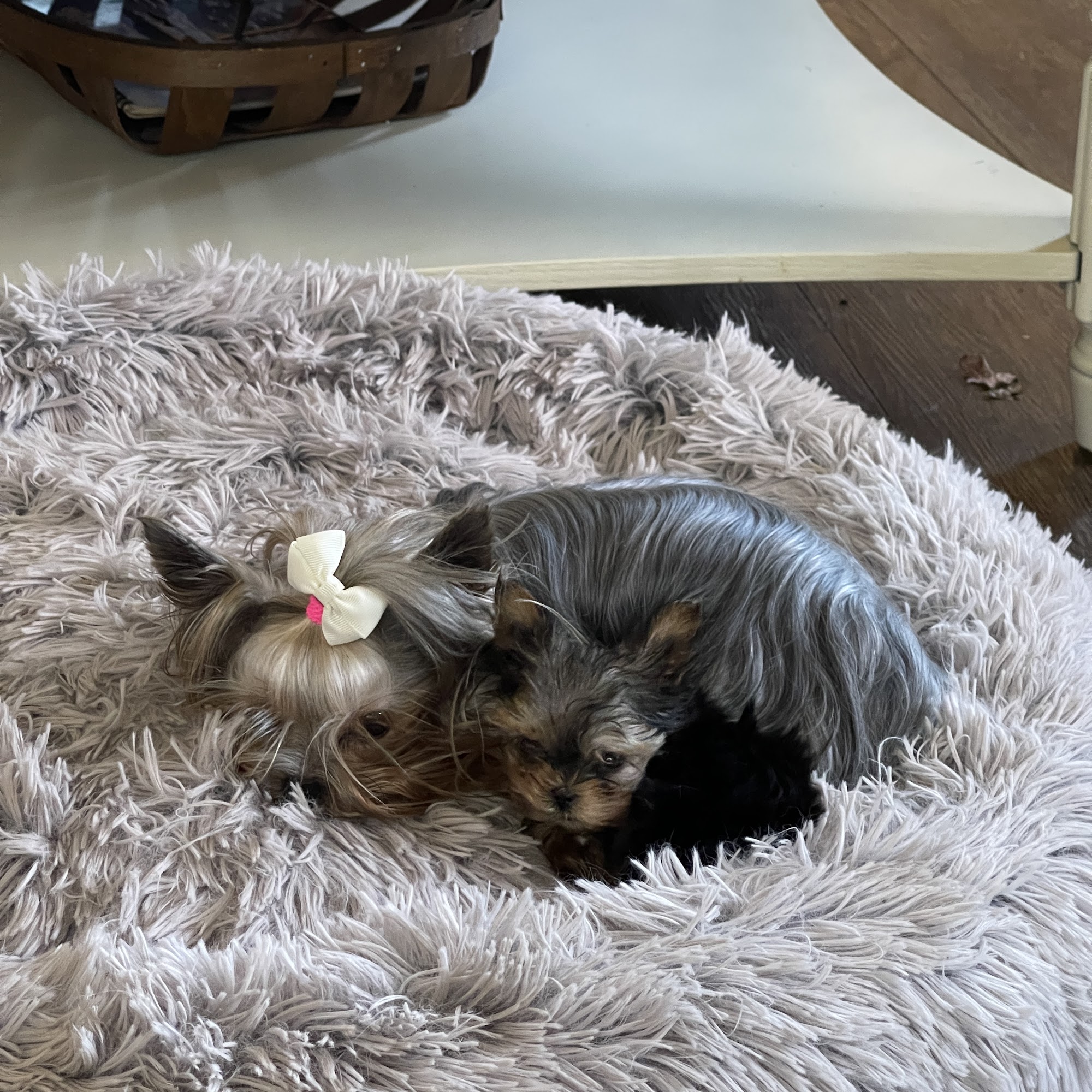 West Liberty Veterinary Clinic Jackson