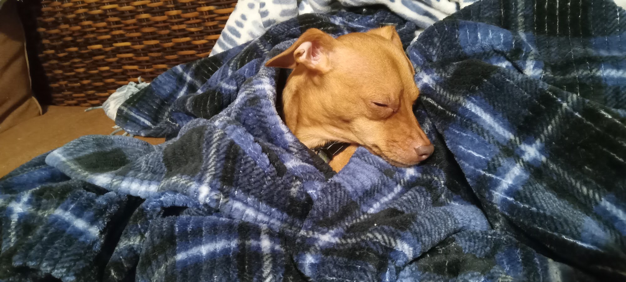 West Liberty Veterinary Clinic Jackson