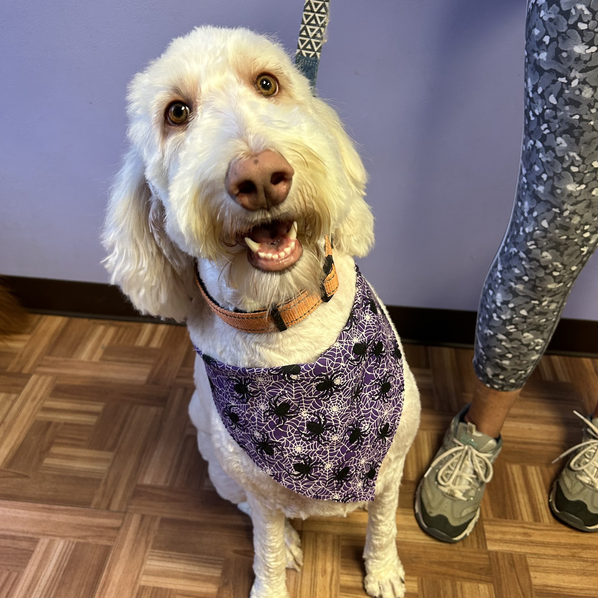 Gorgeous Grooms By Helena