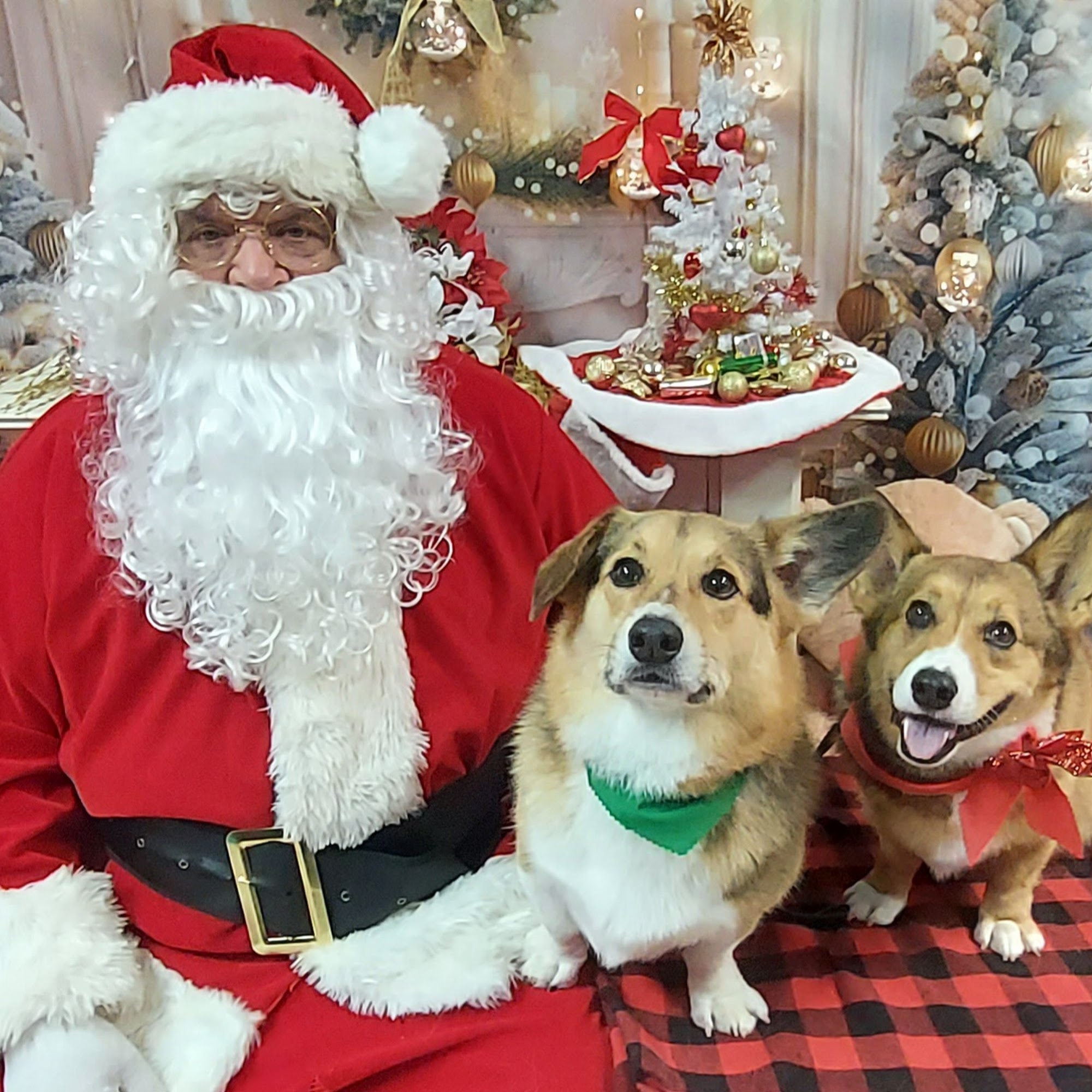 HoundsTooth & CatsMeow Pet Salon Jeffersontown