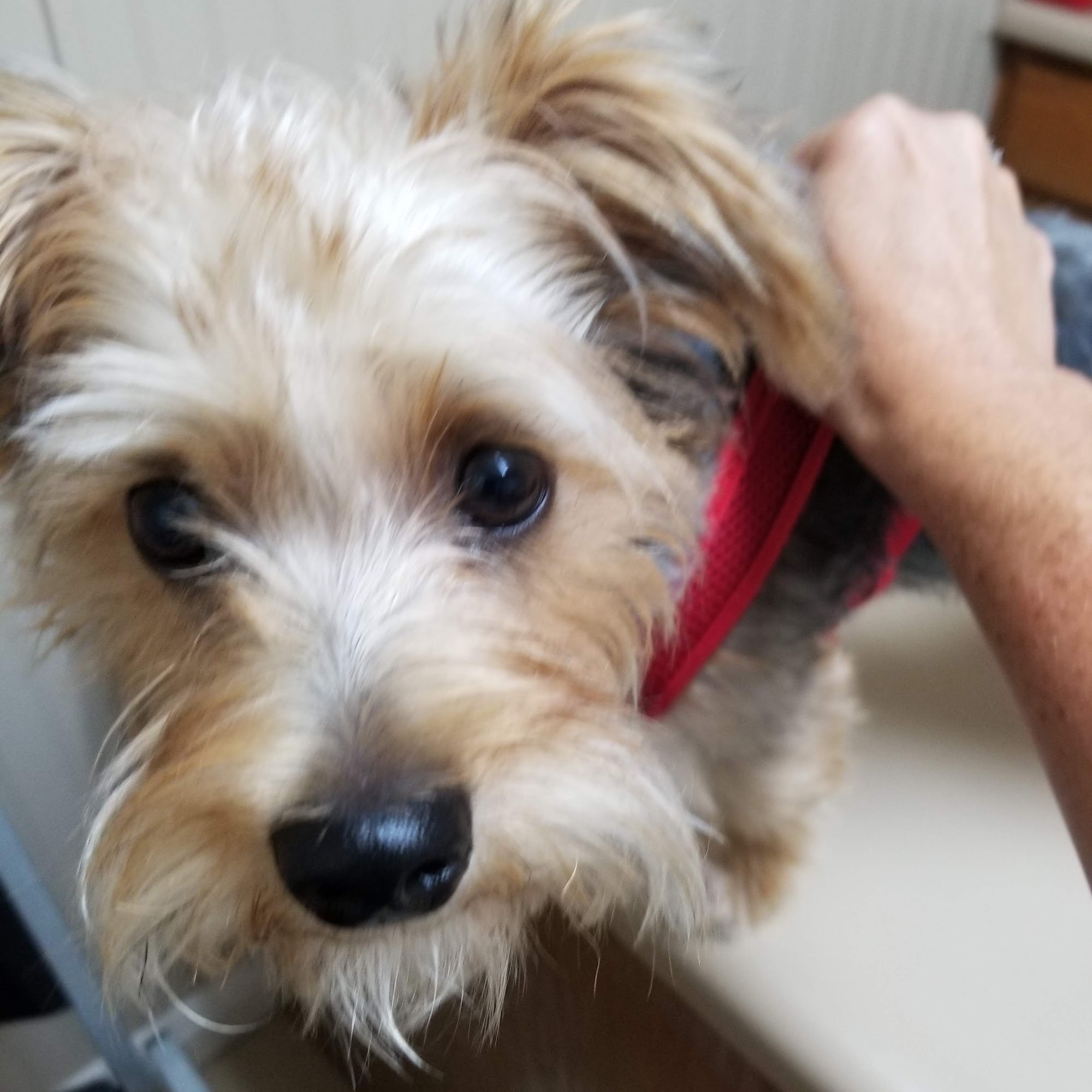 Anderson Animal Hospital Lawrenceburg