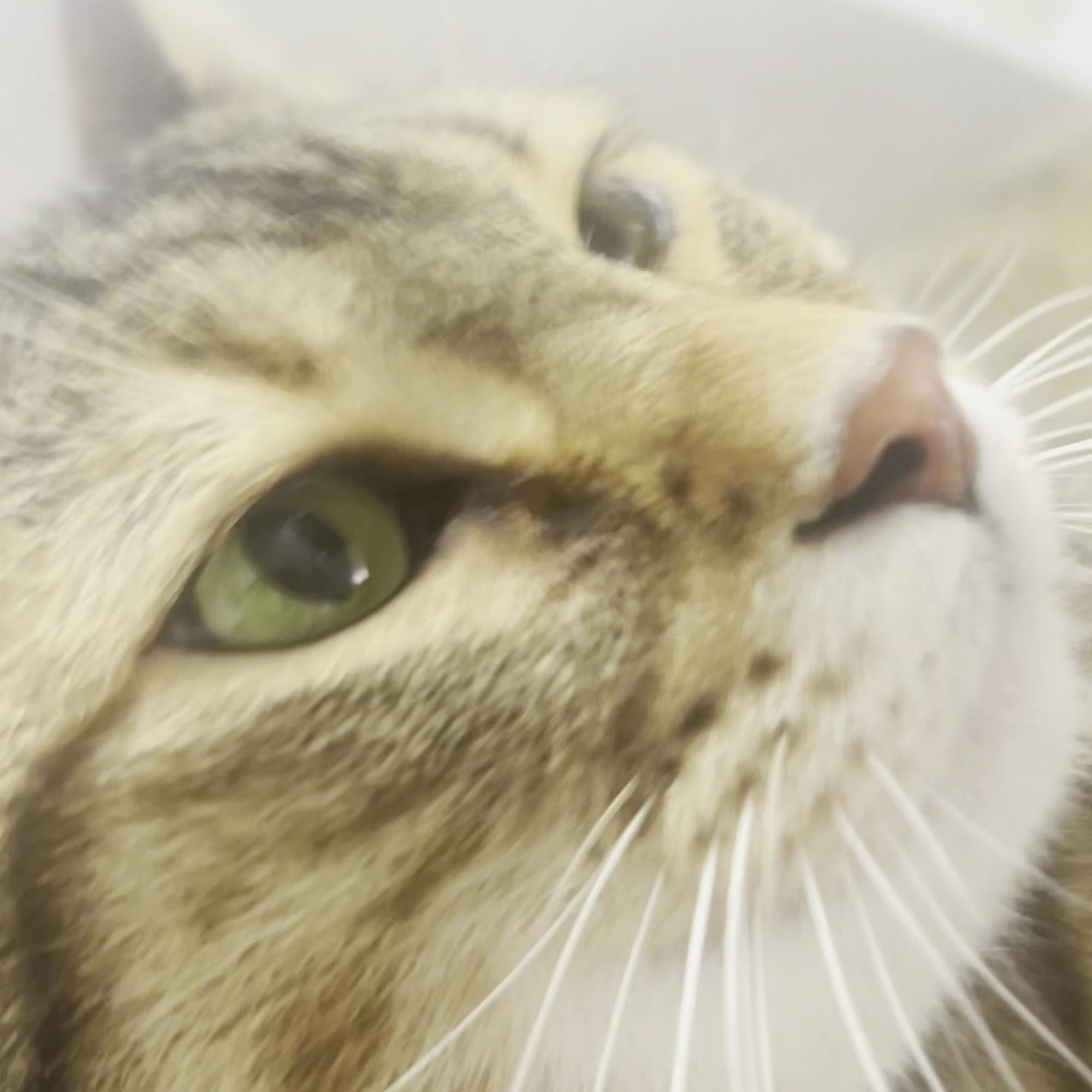 The Animal Clinic, P.S.C. Lawrenceburg