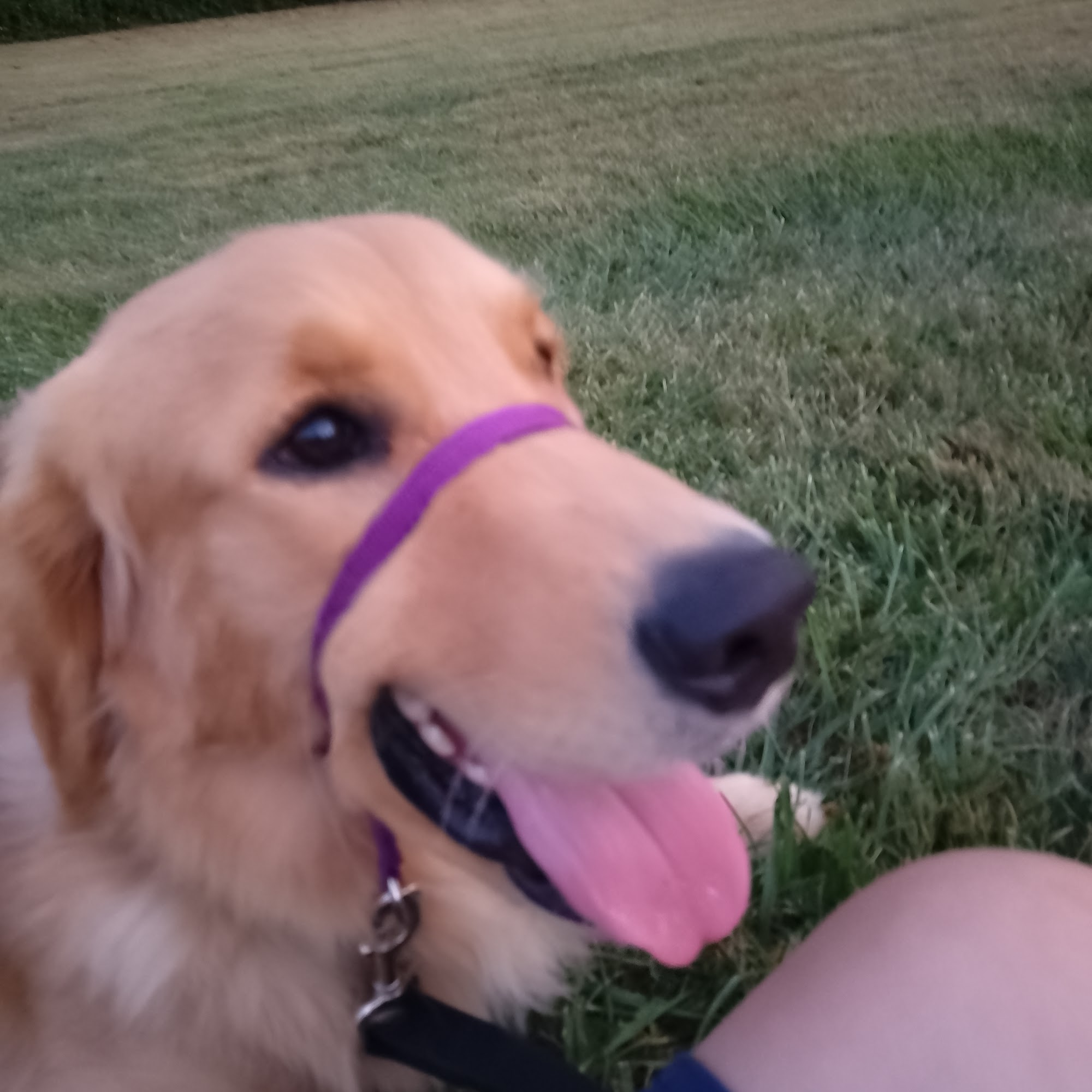 Pawsitively Professionals