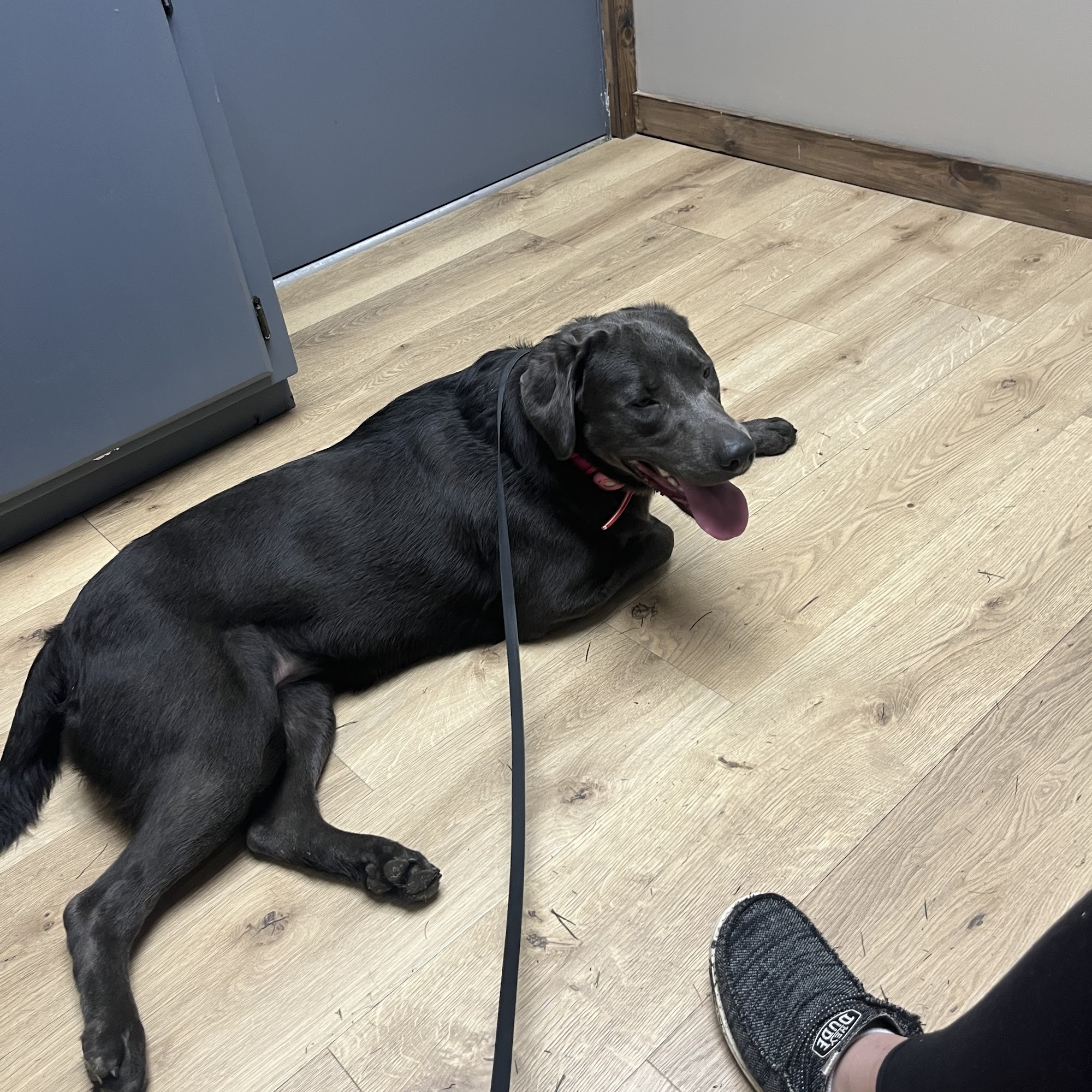 Preferred Veterinary Care Lebanon