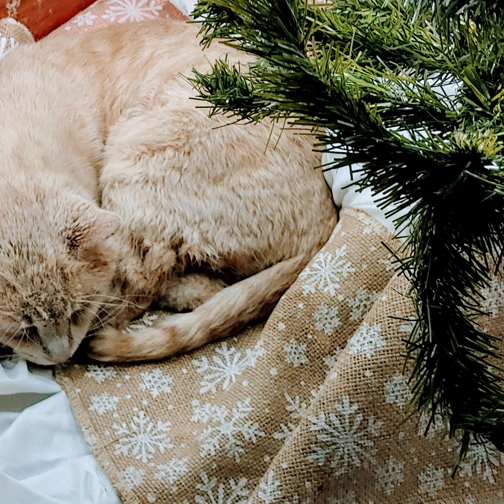 Town & Country Veterinary Services Lebanon