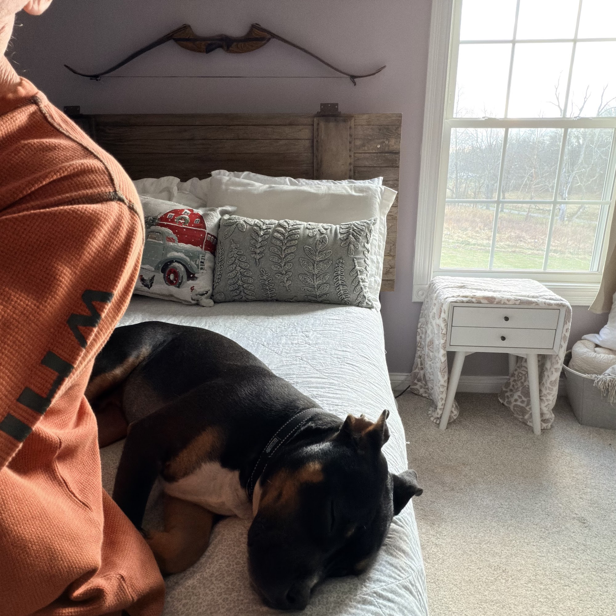 Marion County Animal Shelter Lebanon