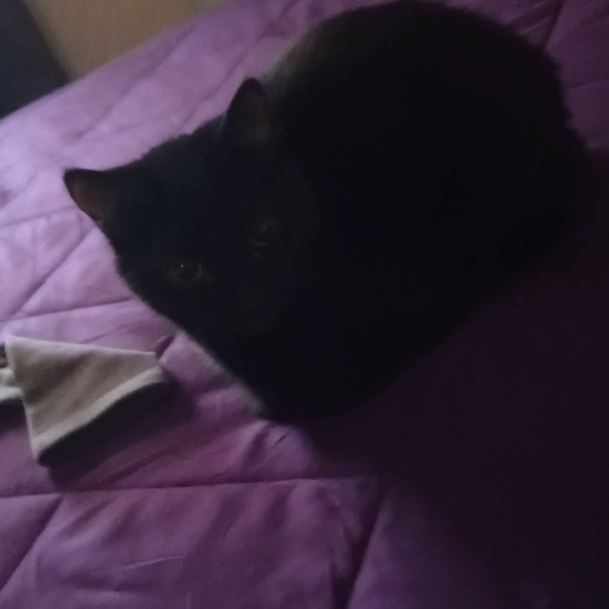 Ridgeview Animal Clinic Lebanon