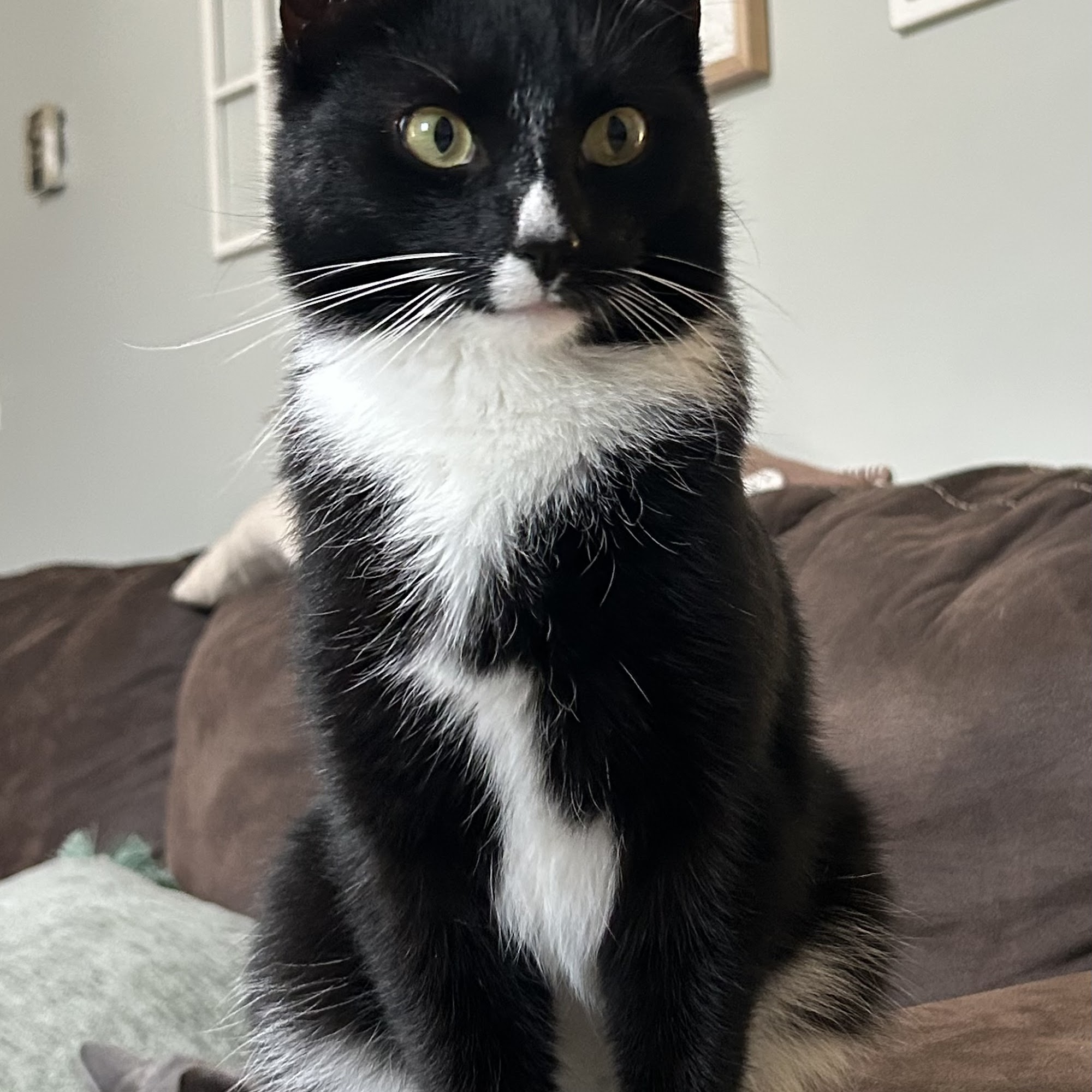 Leitchfield Animal Shelter Leitchfield