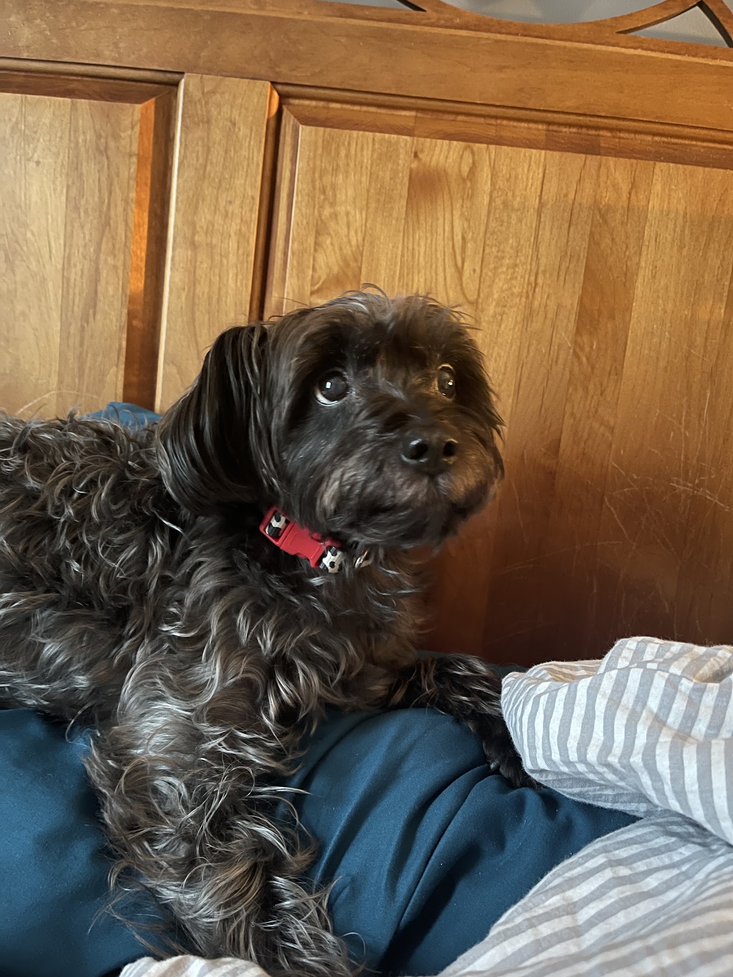 Veterinary Wellness Center Lexington