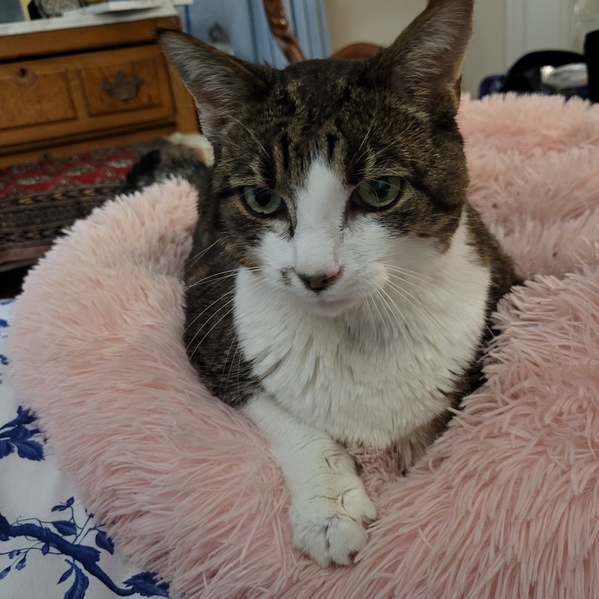 Chevy Chase Animal Clinic Lexington