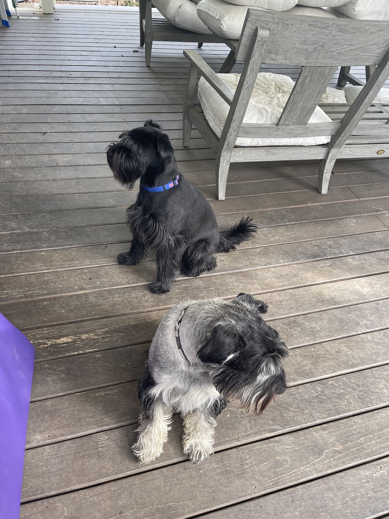 Chevy Chase Animal Clinic Lexington