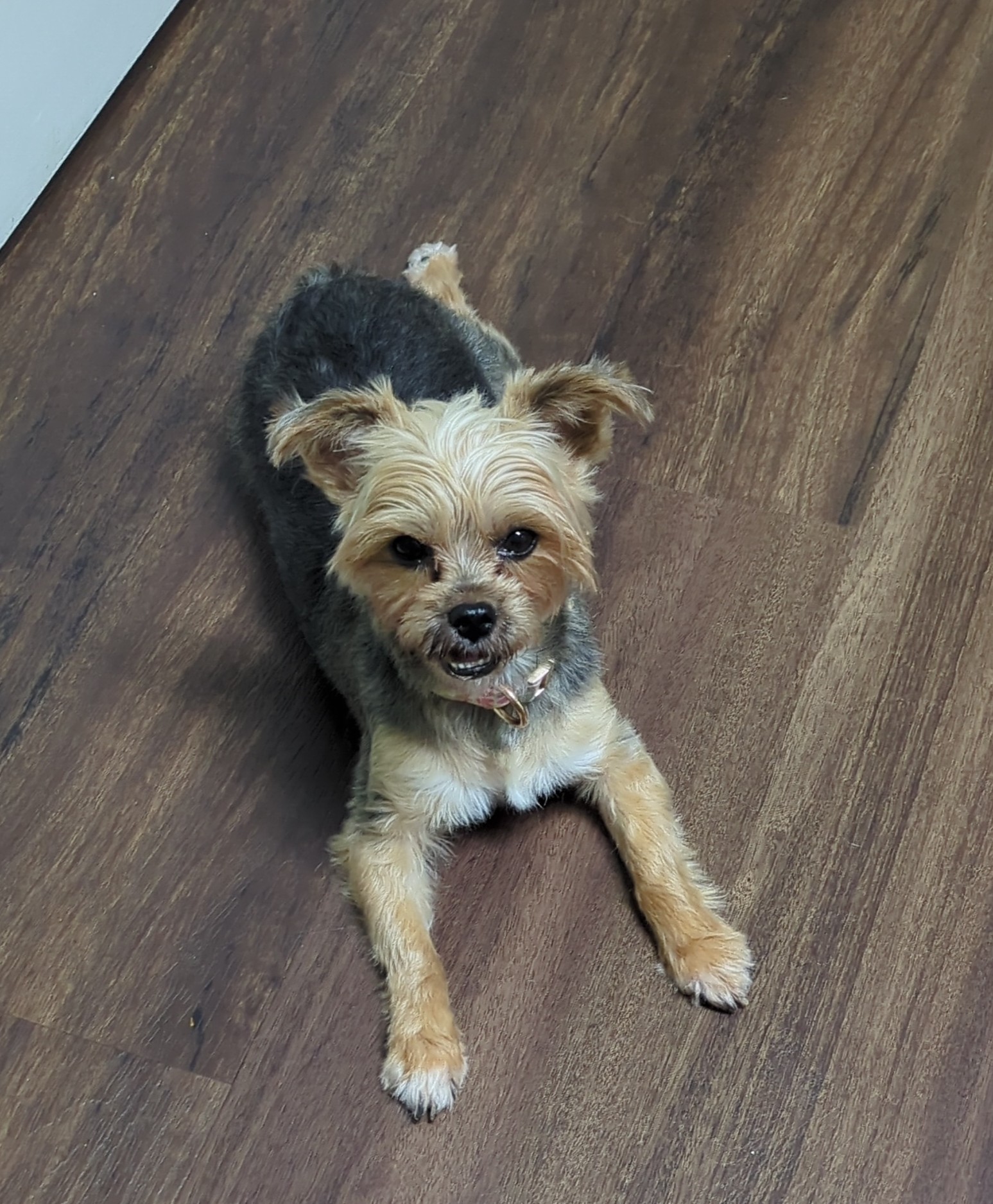 Clays Mill Veterinary Clinic Lexington