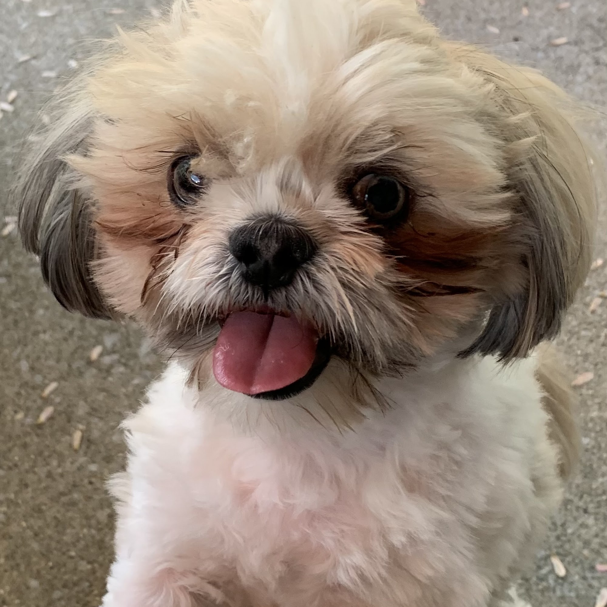 Brighton Animal Clinic Lexington