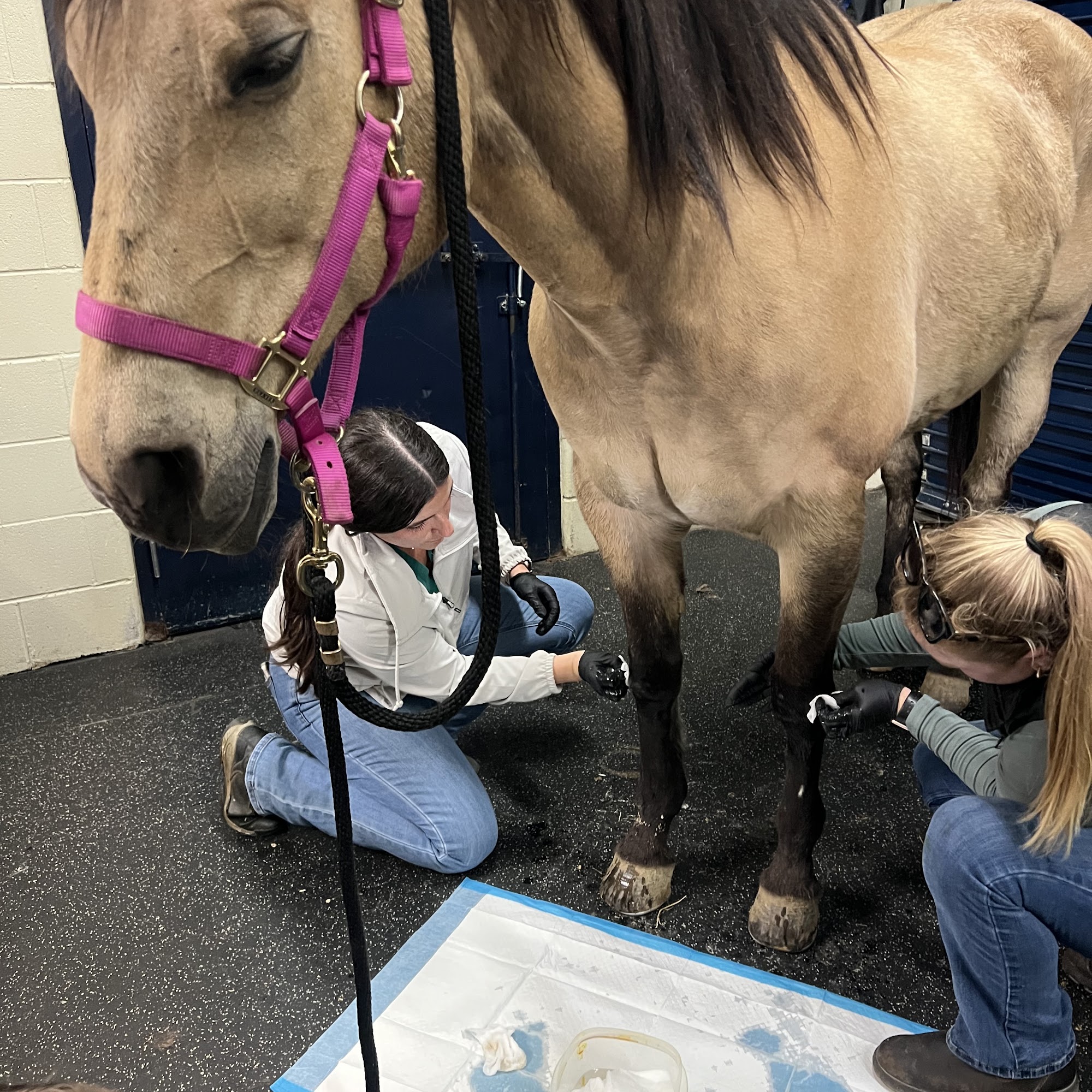 Park Equine Hospital Lexington